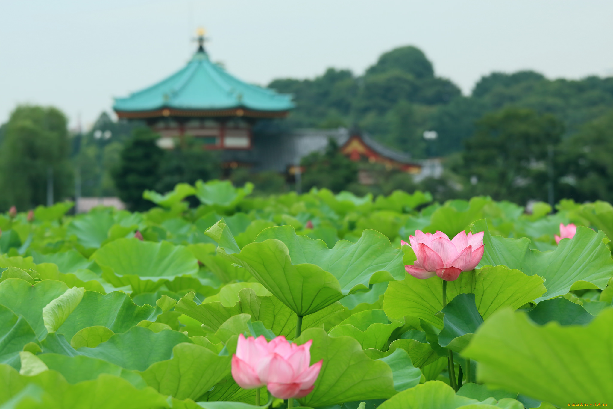 цветы, лотосы, пейзаж, озеро