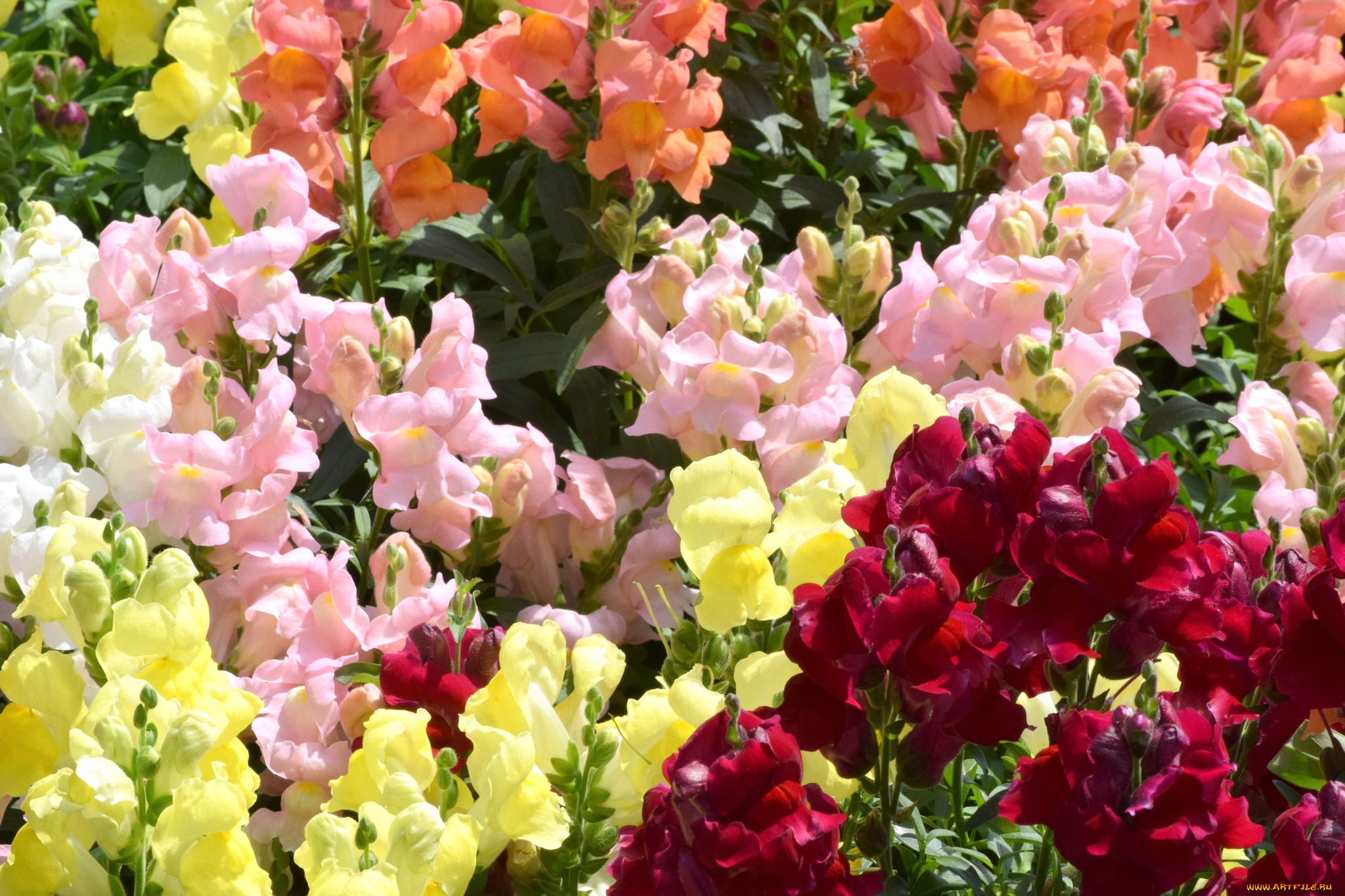 цветы, львиный, зев, много