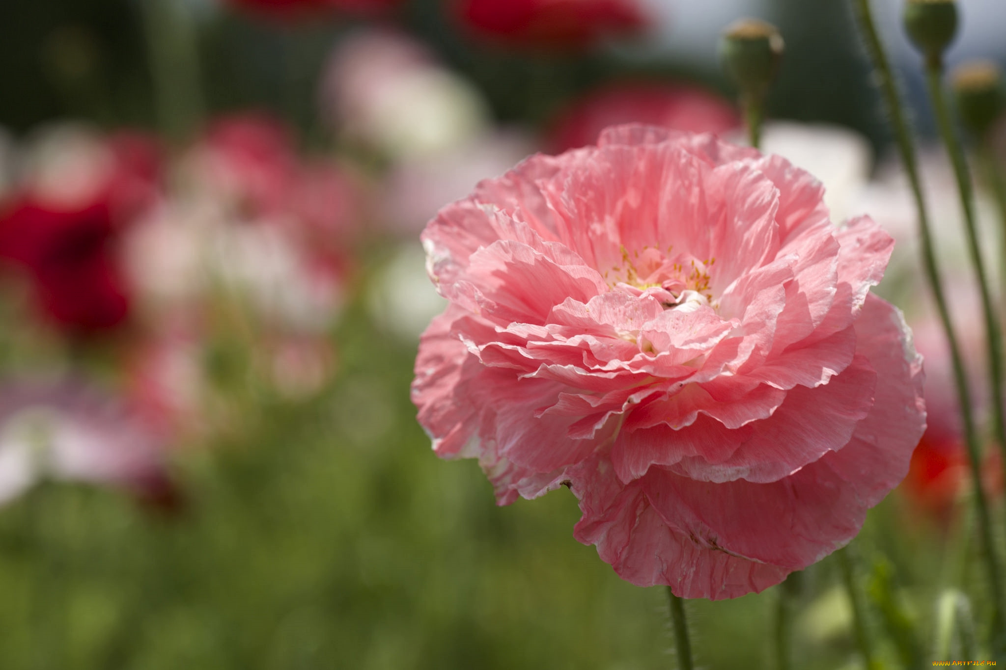 цветы, маки, розовый