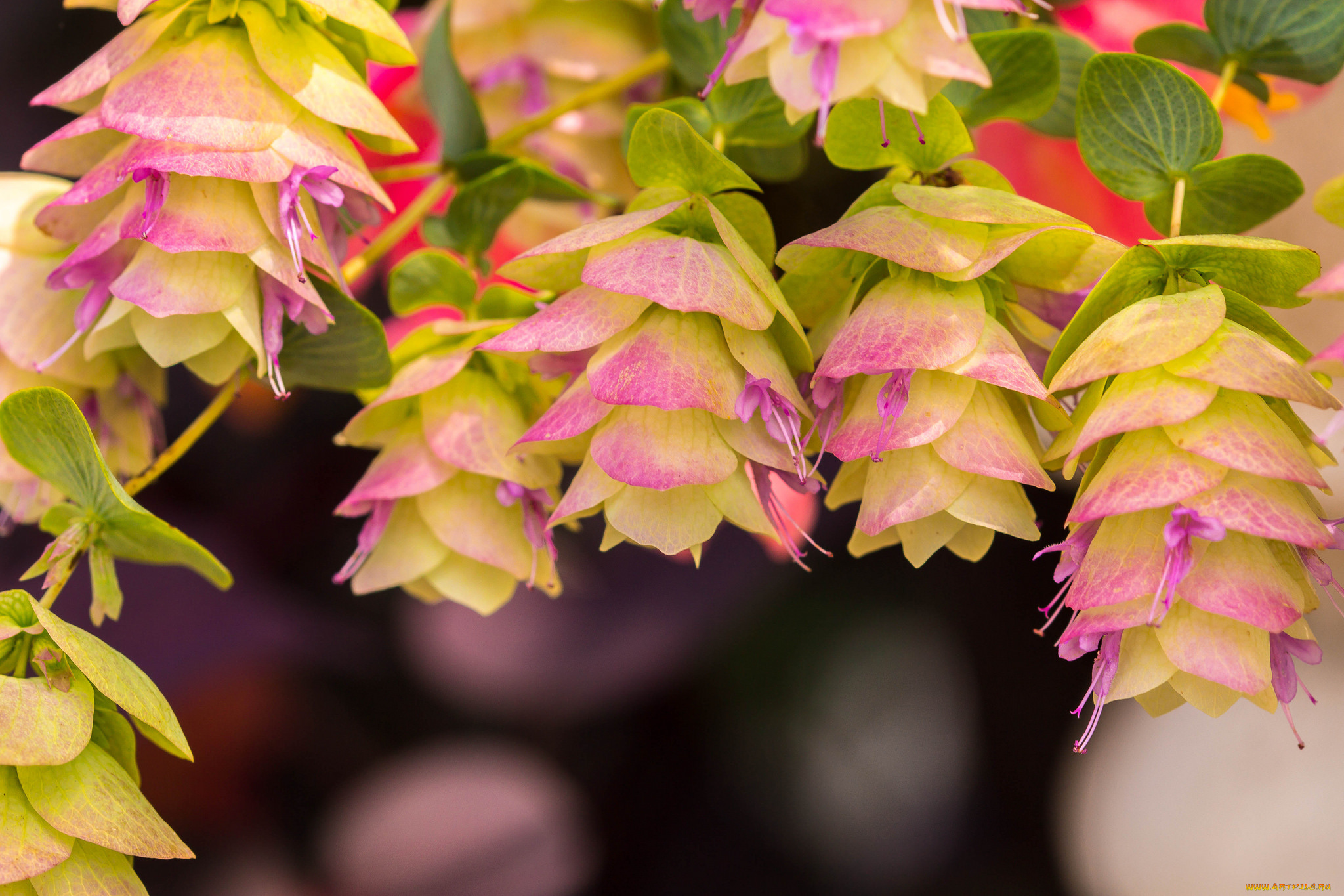 цветы, нежность