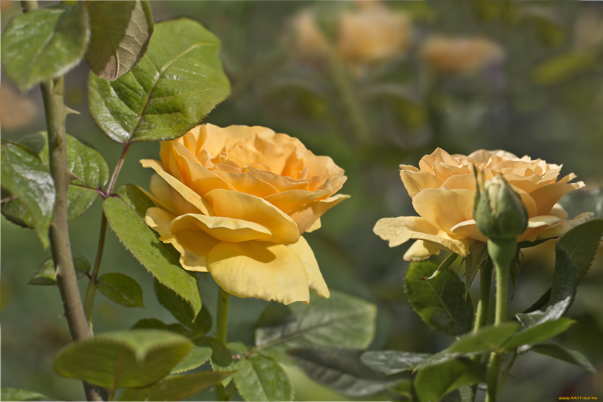 цветы, розы, желтый