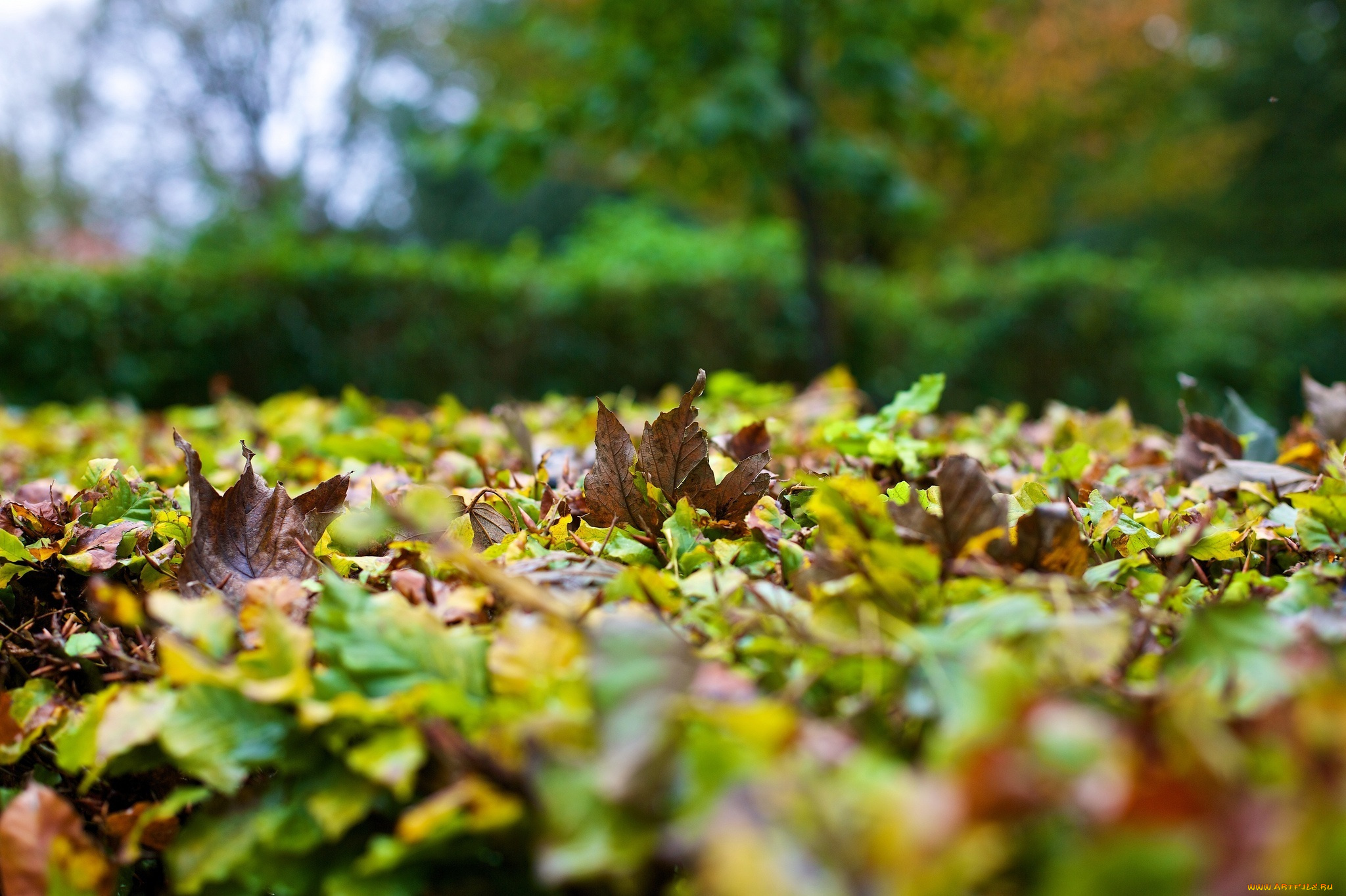 природа, листья, листва, осень, макро