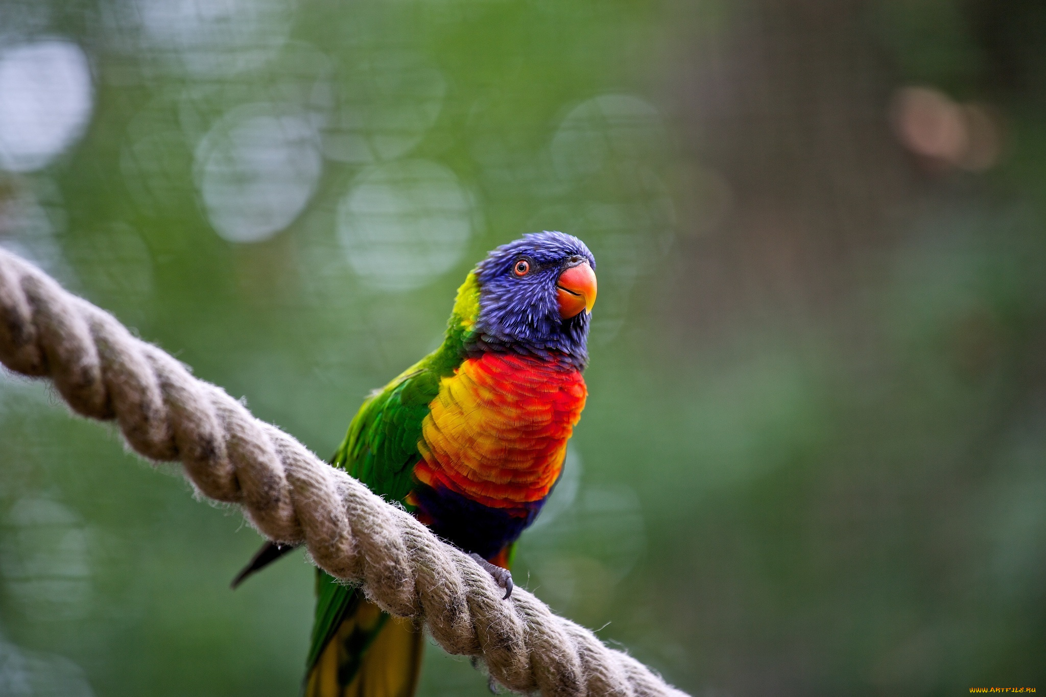 животные, попугаи, попугайчик, пестрый, цвета, веревка, насест