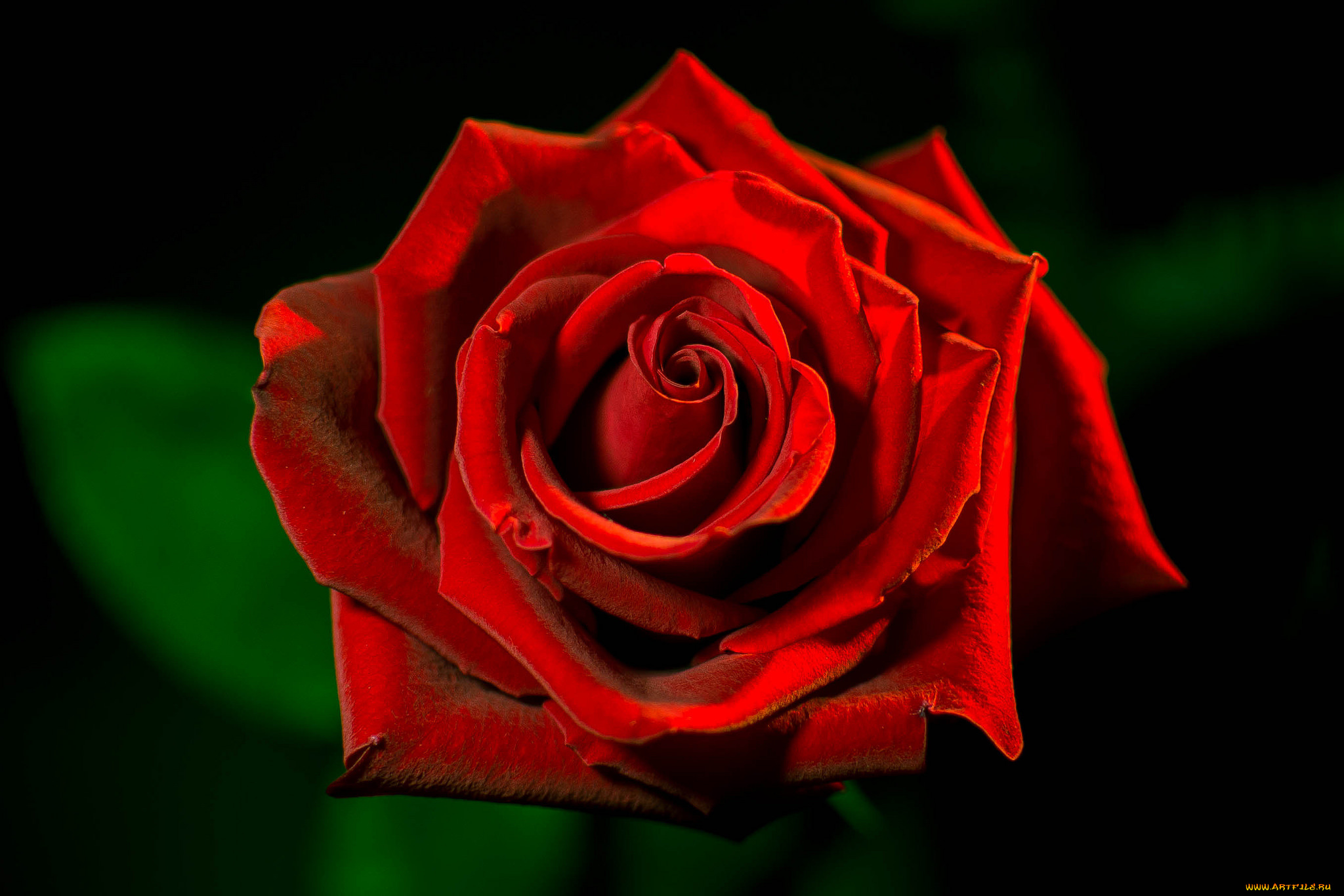 цветы, розы, макро