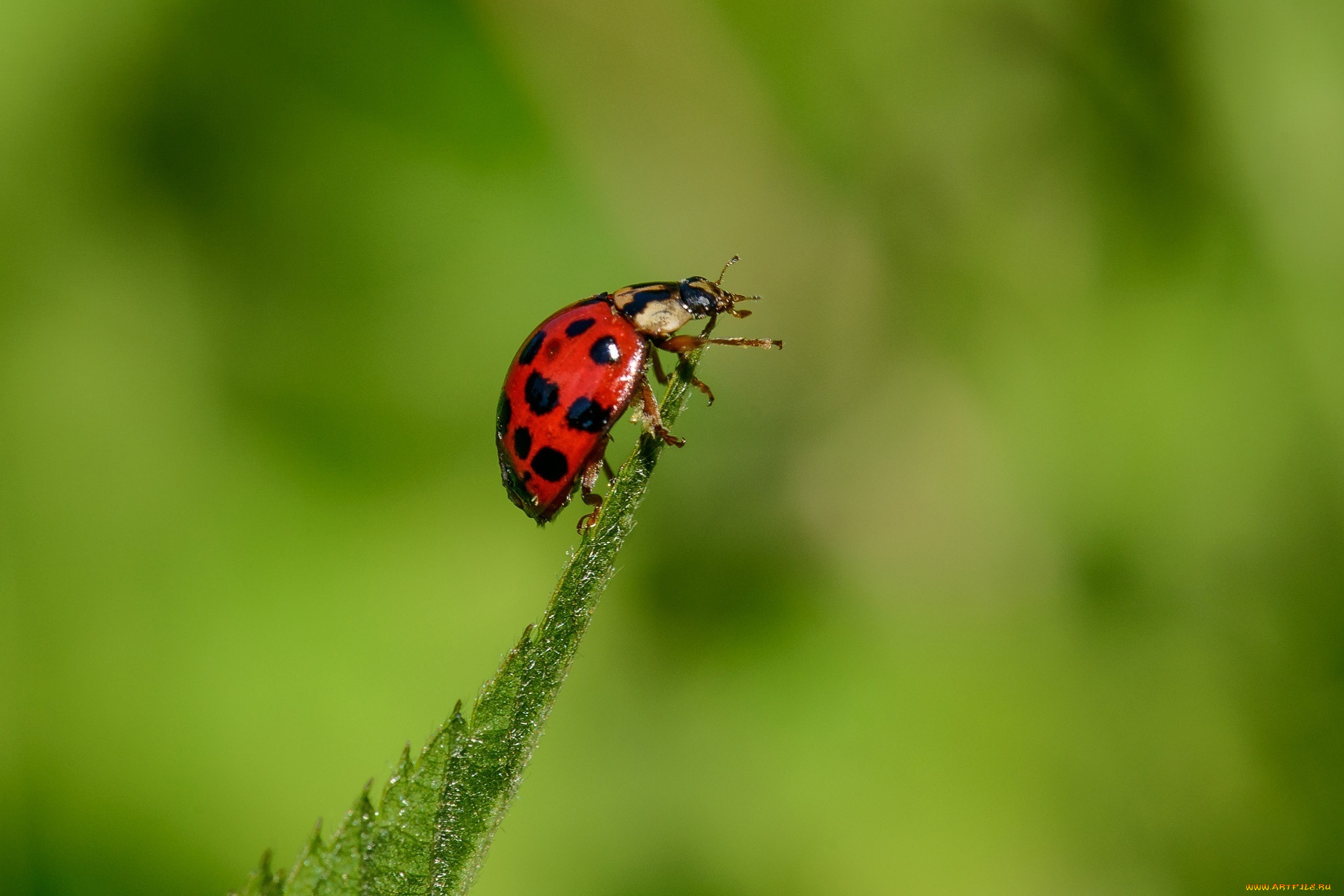 животные, божьи, коровки, макро, листок, насекомое, зеленый