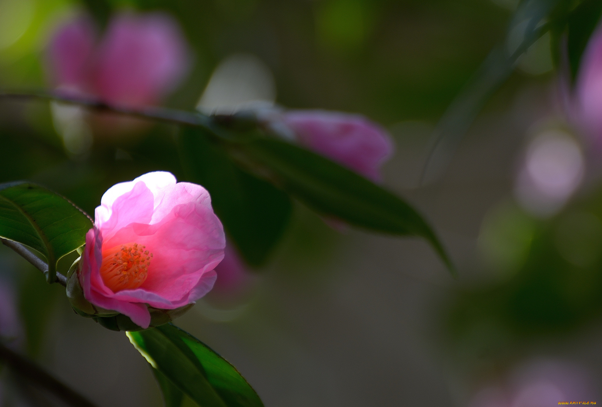 цветы, камелии, камелия, бутон, цветение, цветок