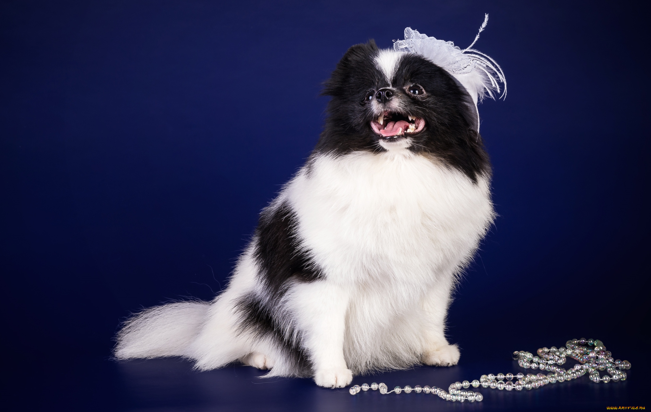 животные, собаки, дама