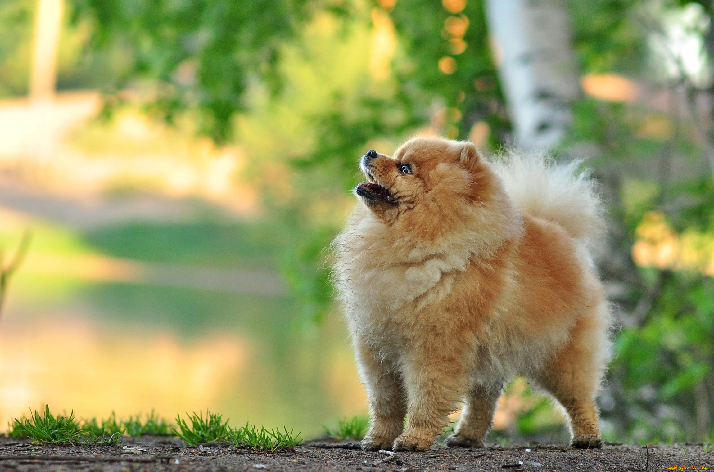 животные, собаки, шпиц