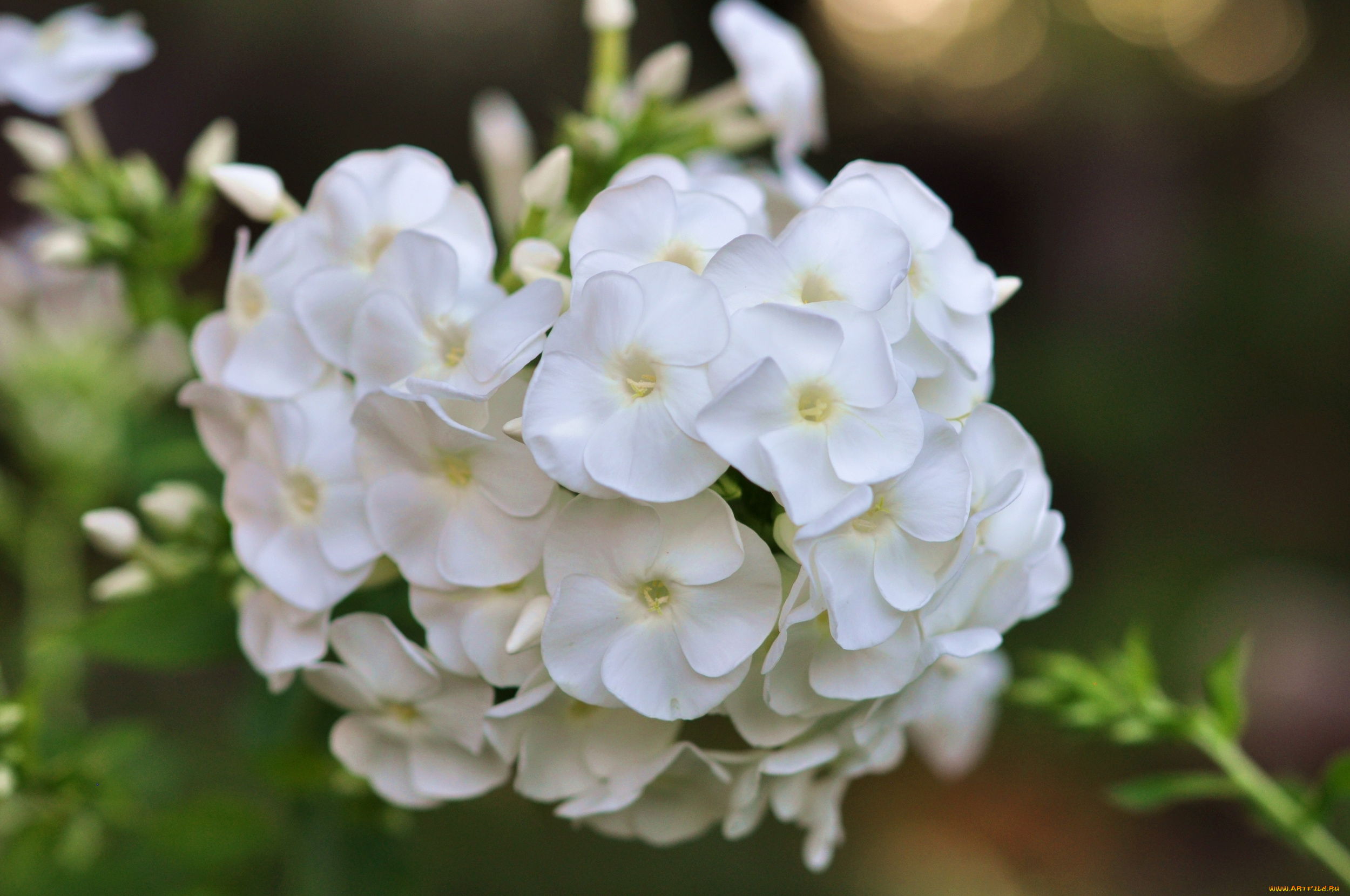 цветы, флоксы, макро