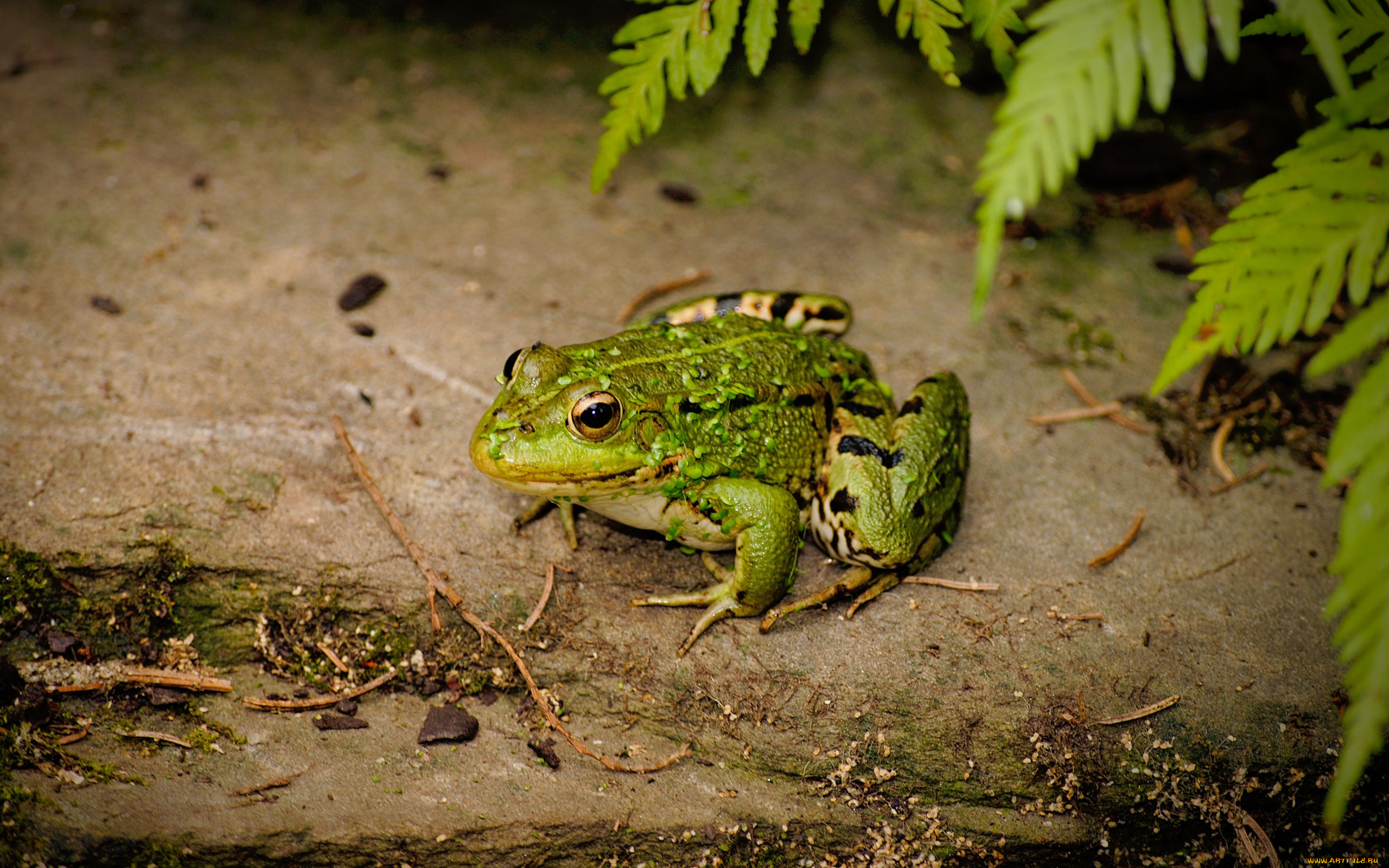 животные, лягушки, папоротник, лягушка, земля