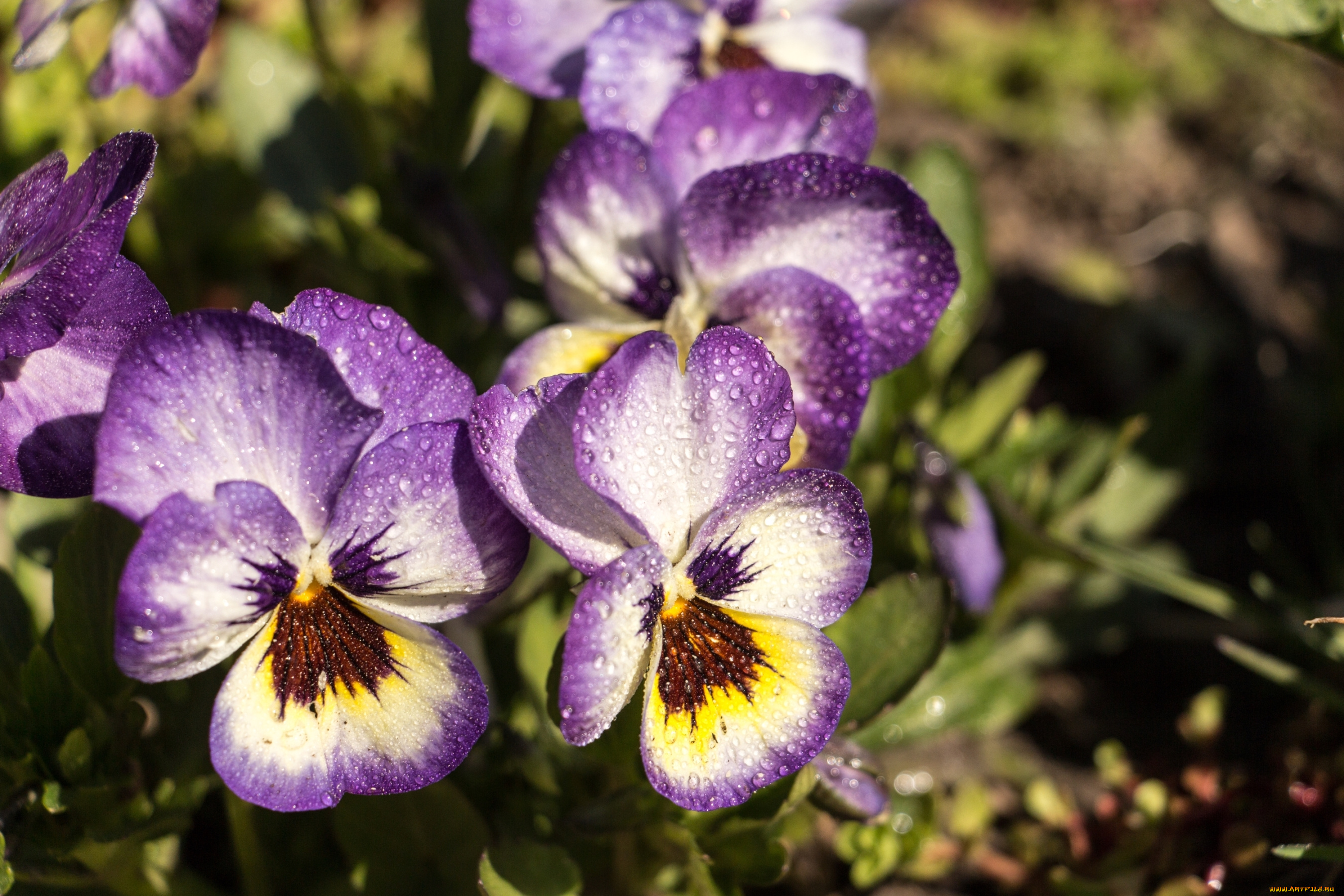 цветы, анютины, глазки, , садовые, фиалки, капли