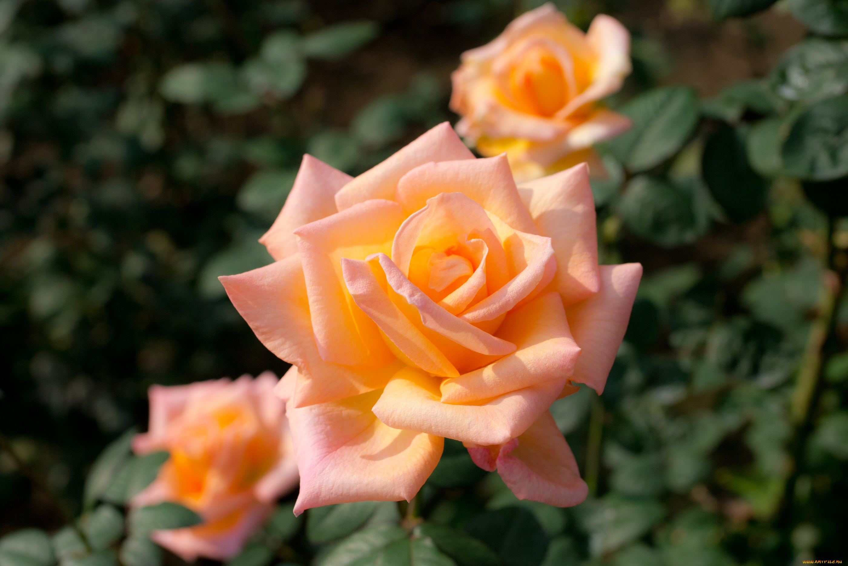 цветы, розы, персиковый