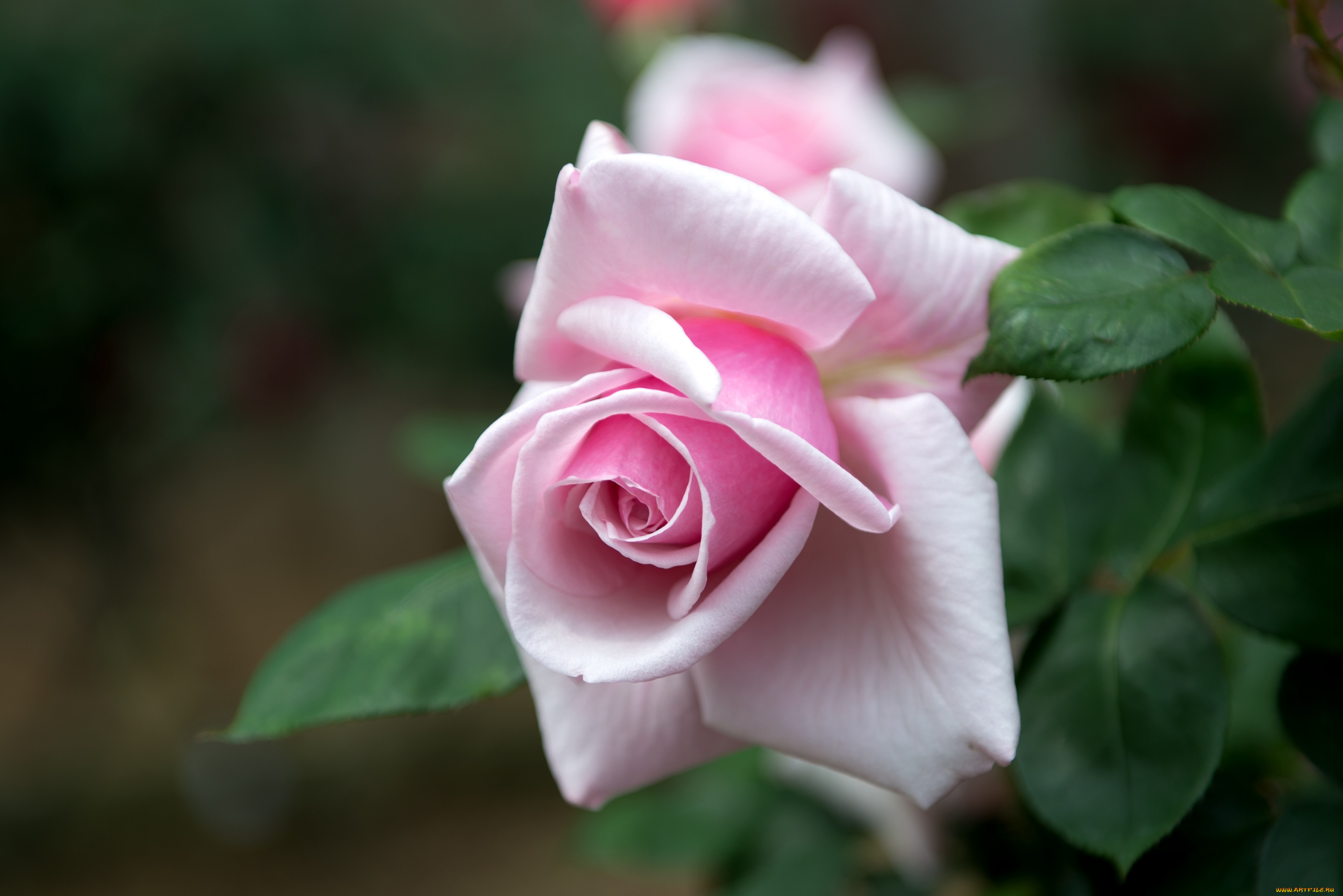 цветы, розы, розовый