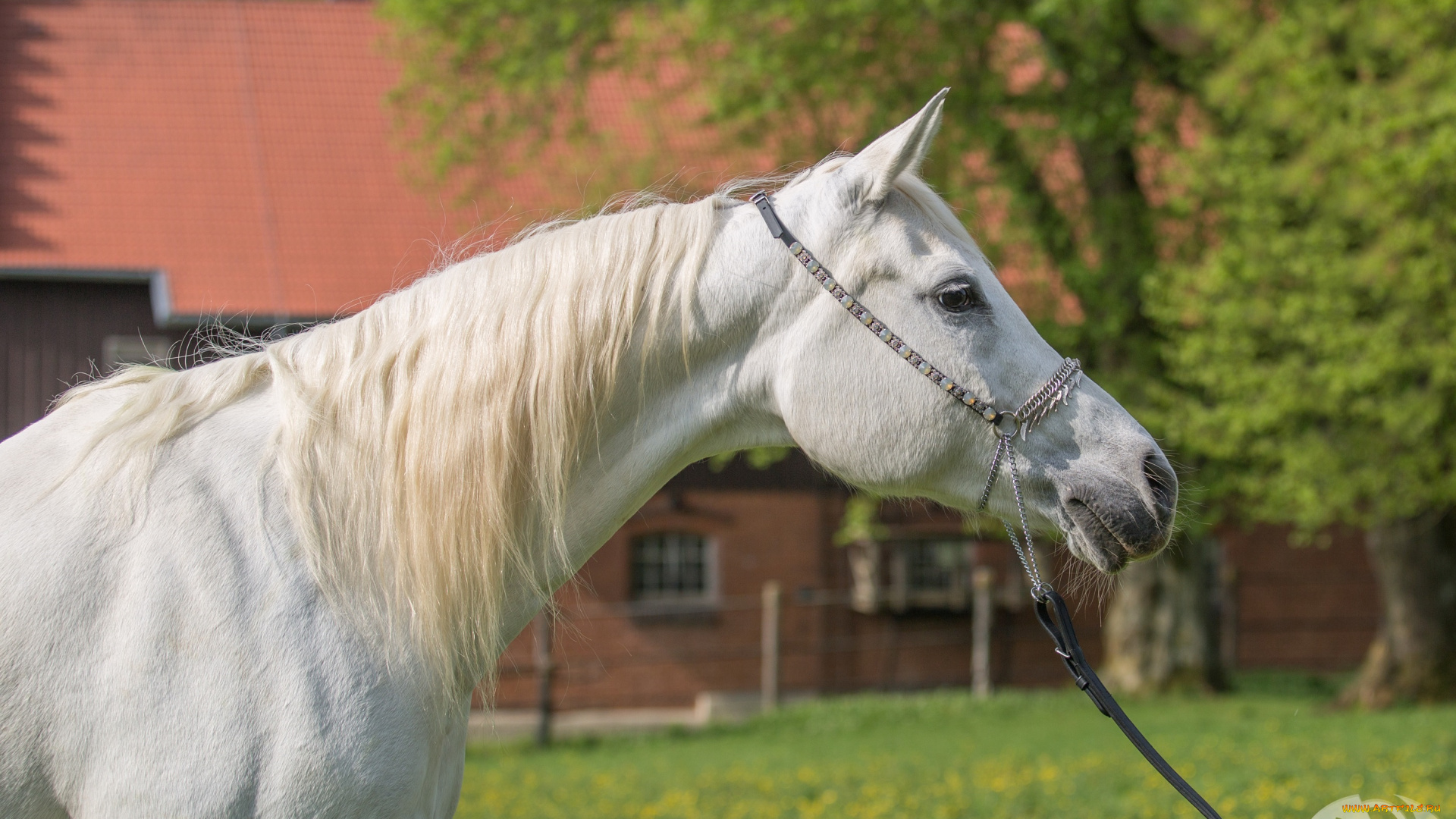 автор, , oliverseitz, животные, лошади, грива, белый