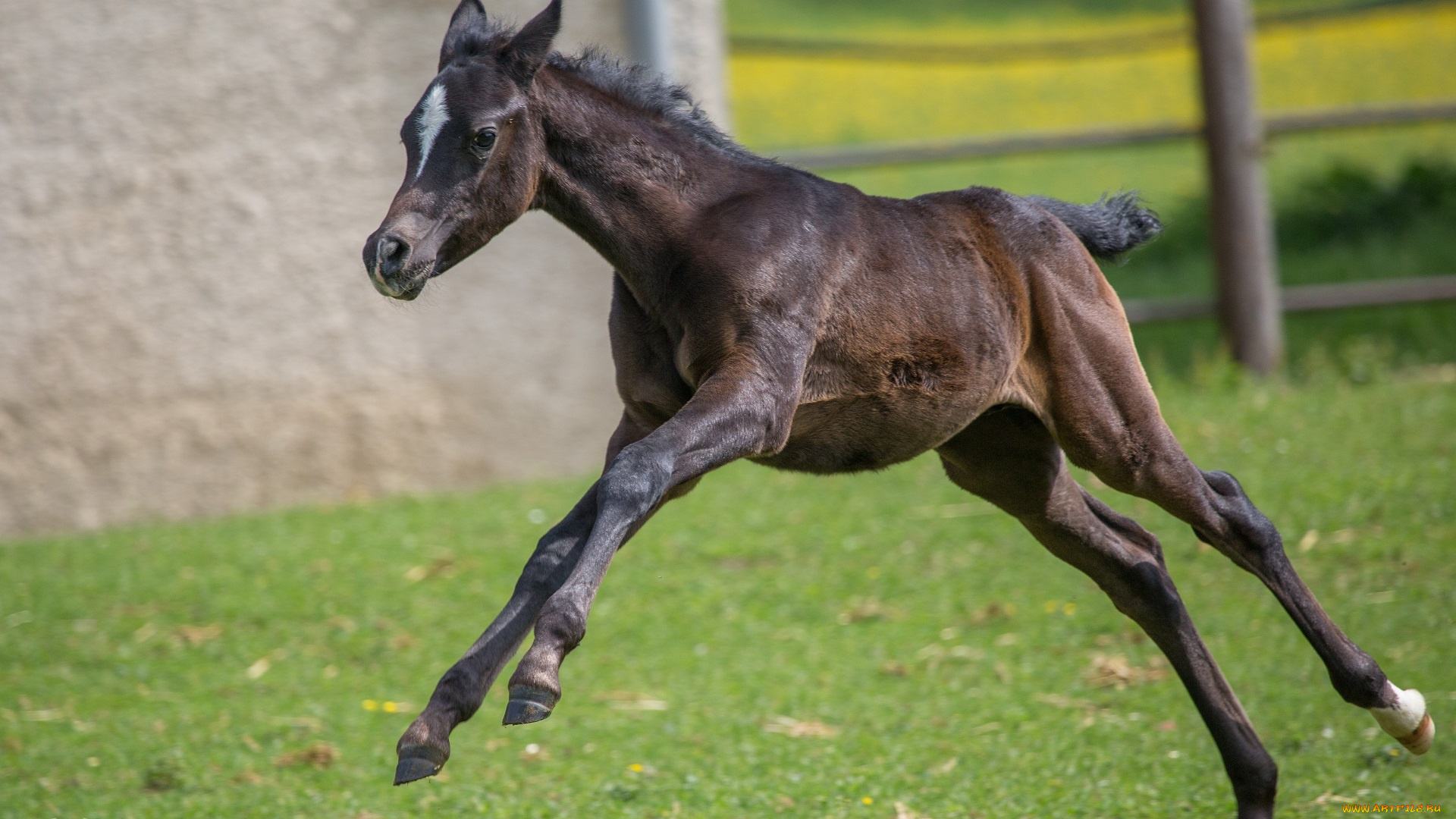 автор, , oliverseitz, животные, лошади, игра, бег, жеребёнок, детёныш