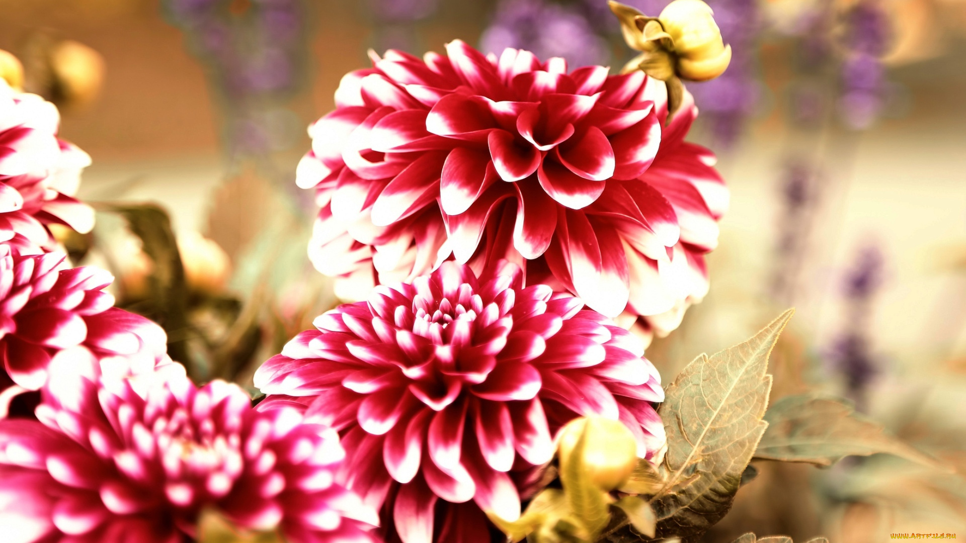 цветы, георгины, природа, лето