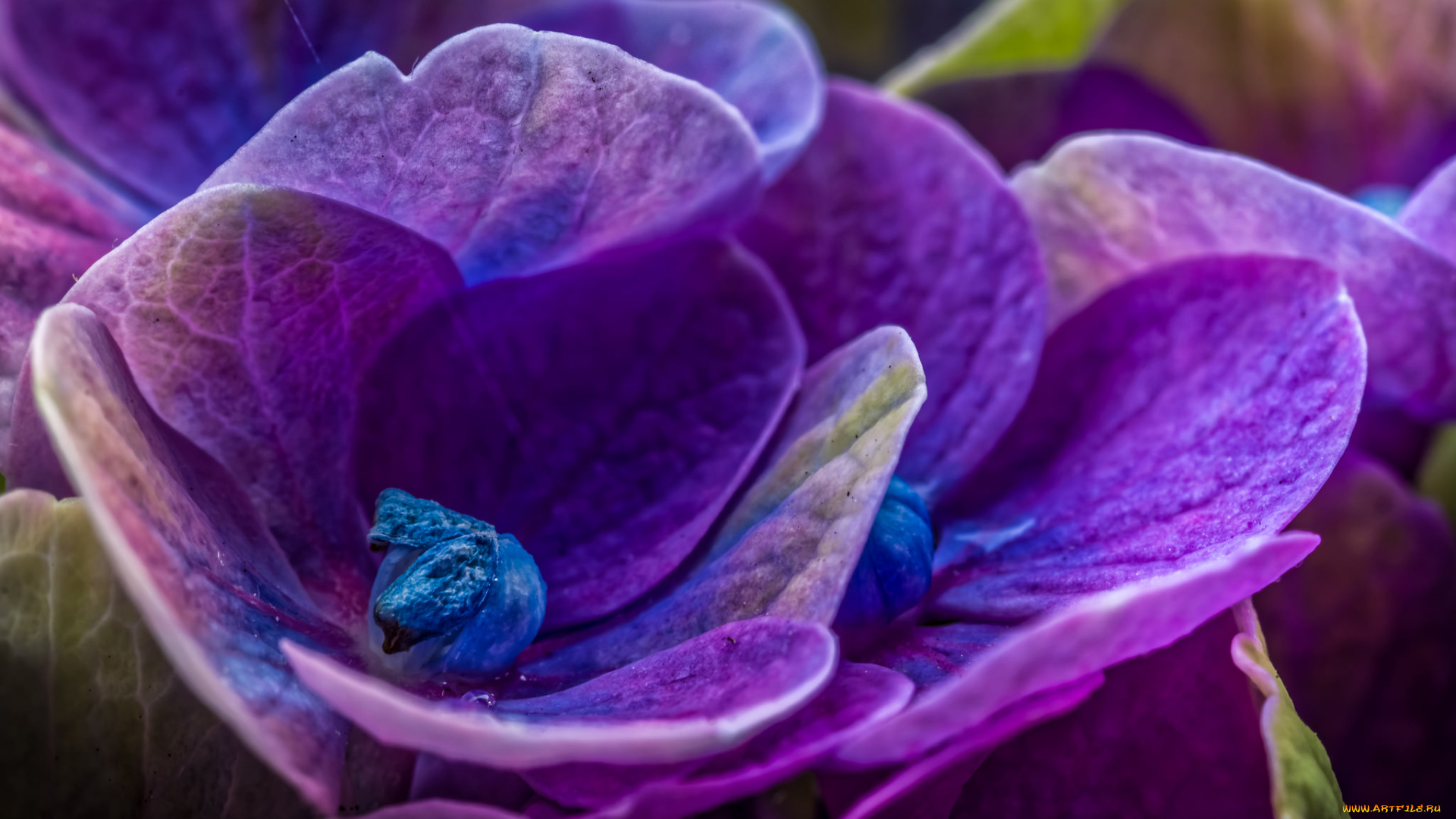 цветы, гортензия, макро