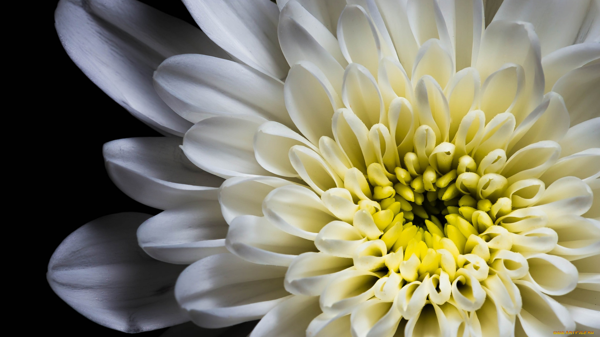 цветы, хризантемы, хризантема, макро, лепестки, цветок, белый, чёрный, фон