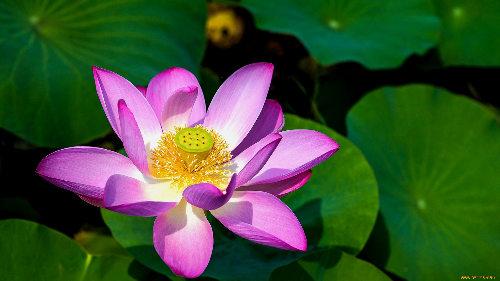 цветы, лотосы, лепестки, фон