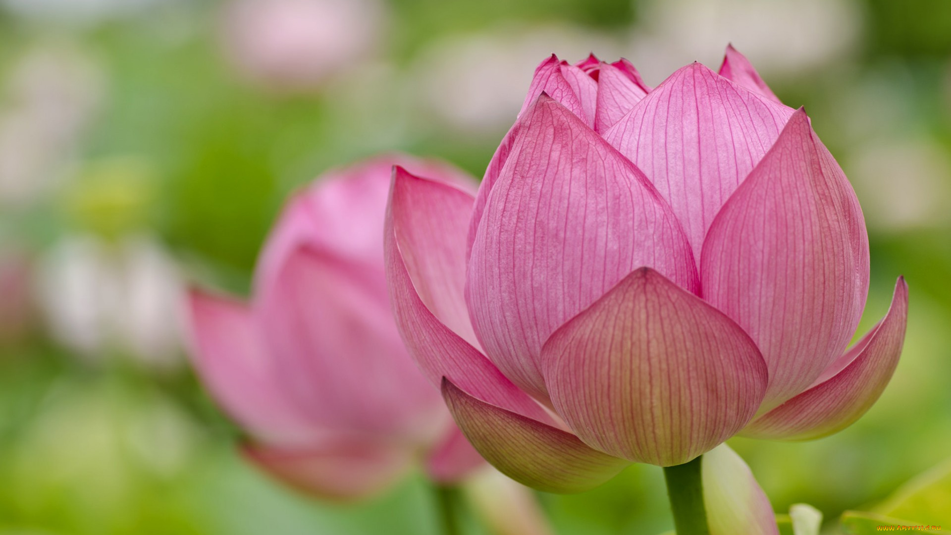 цветы, лотосы, лотос, лепестки, макро