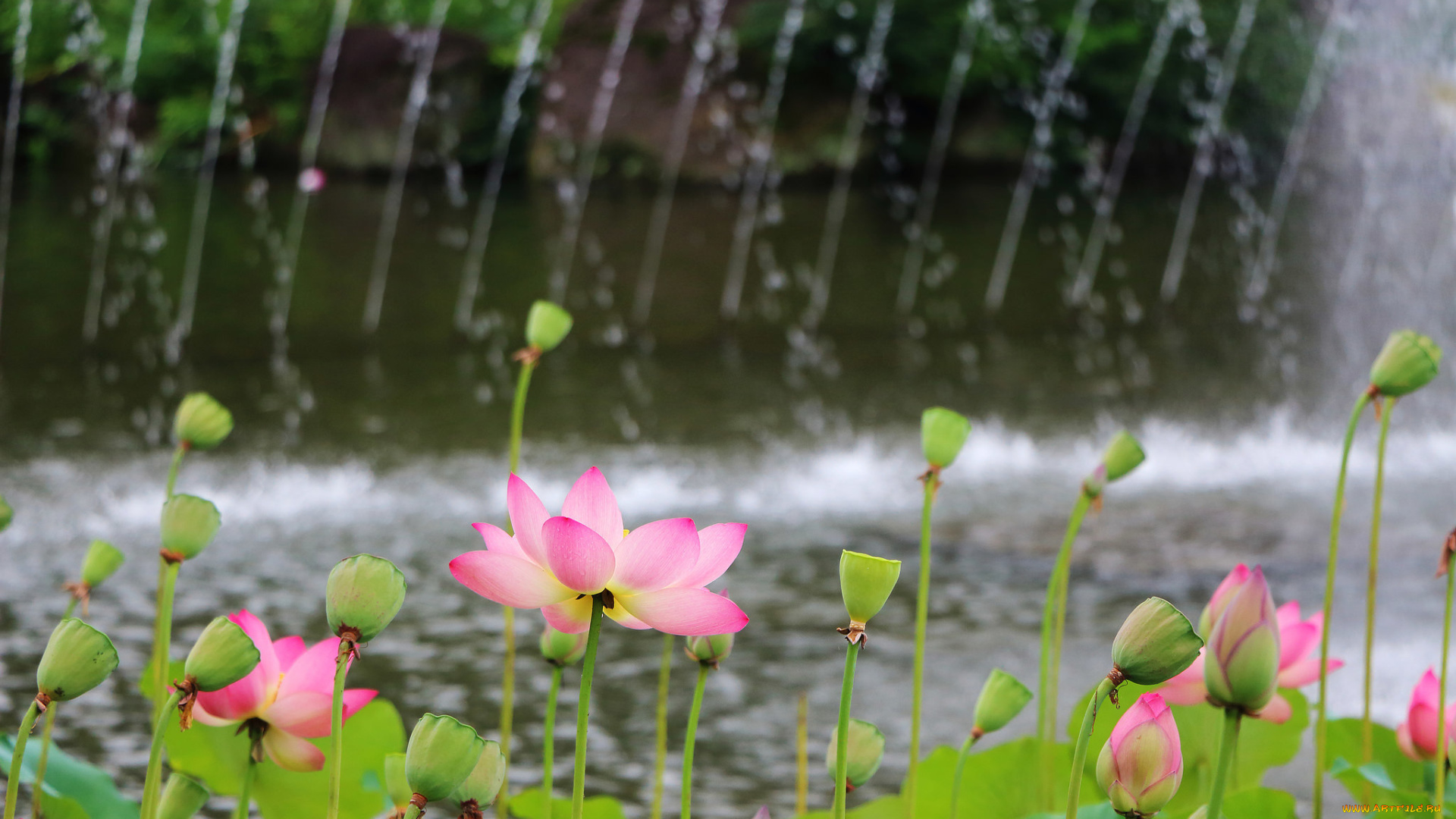 цветы, лотосы, парк, вода, фонтан, лотос, лепестки, листья