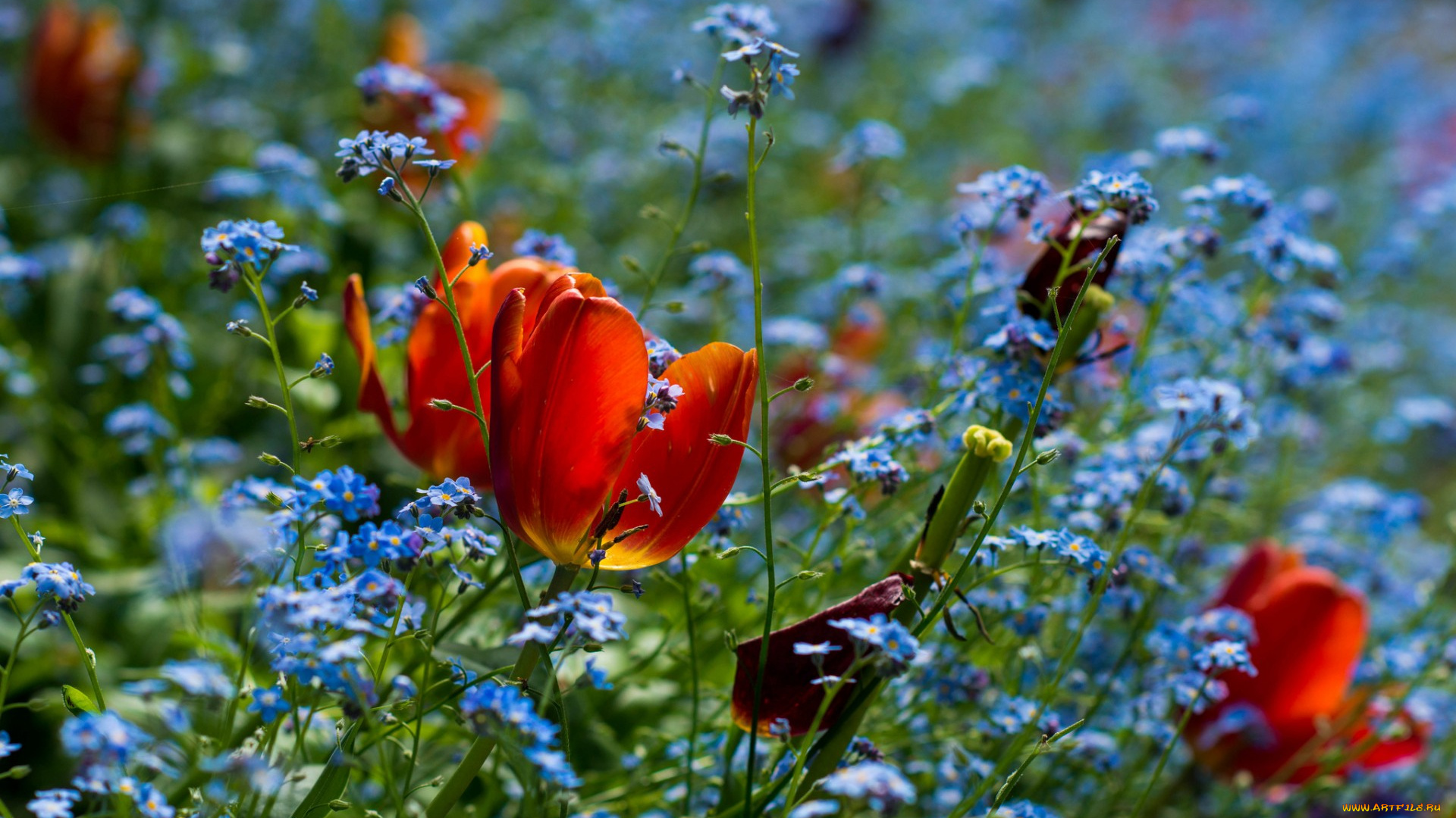 цветы, луговые, , полевые, , цветы, поле, луг, тюльпан, весна