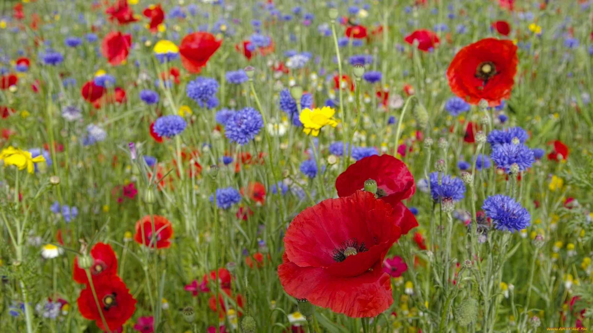 цветы, луговые, , полевые, , цветы, васильки, маки, лето, луг