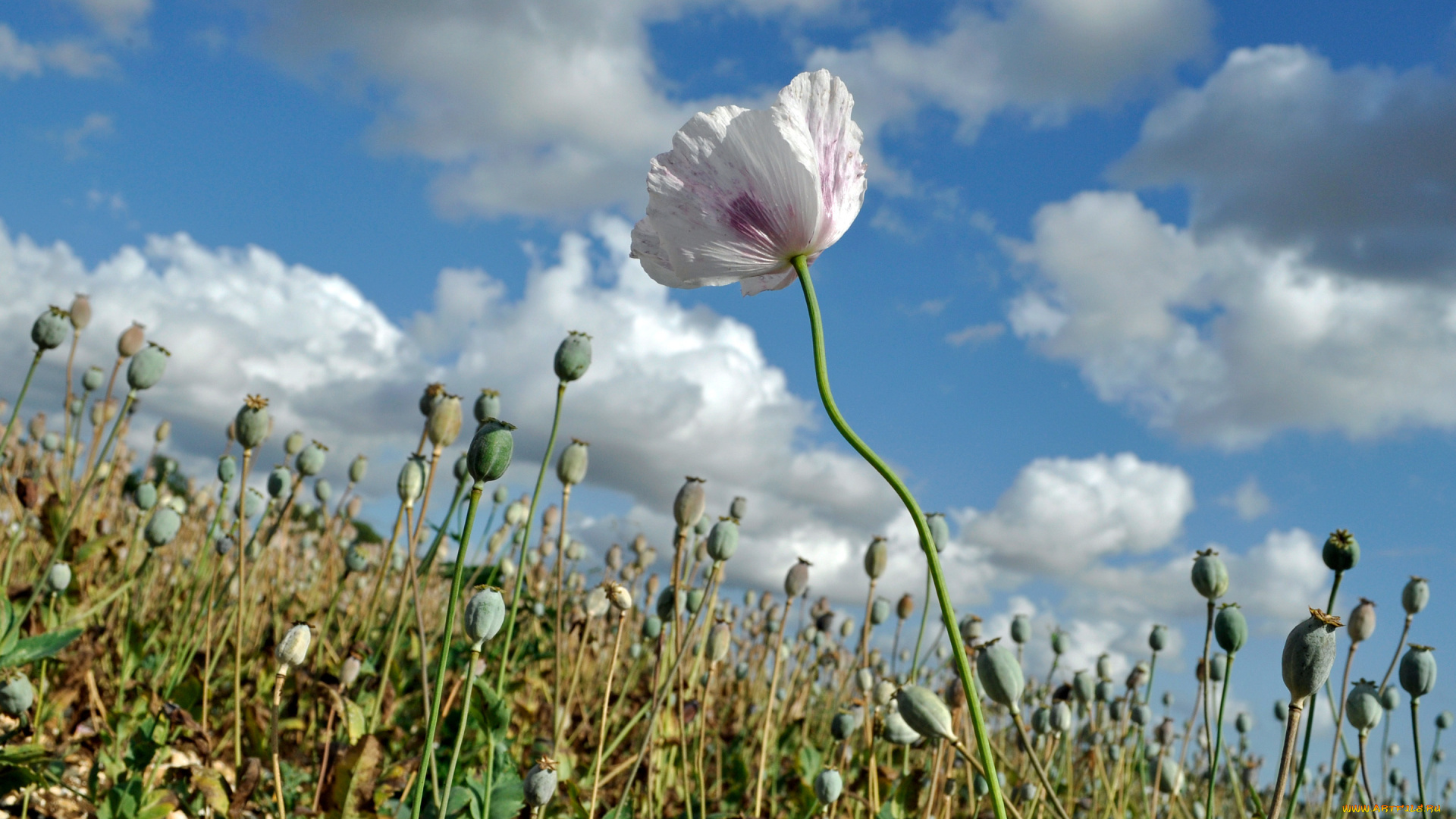 цветы, маки, небо, облака, поле, луг, мак, цветок