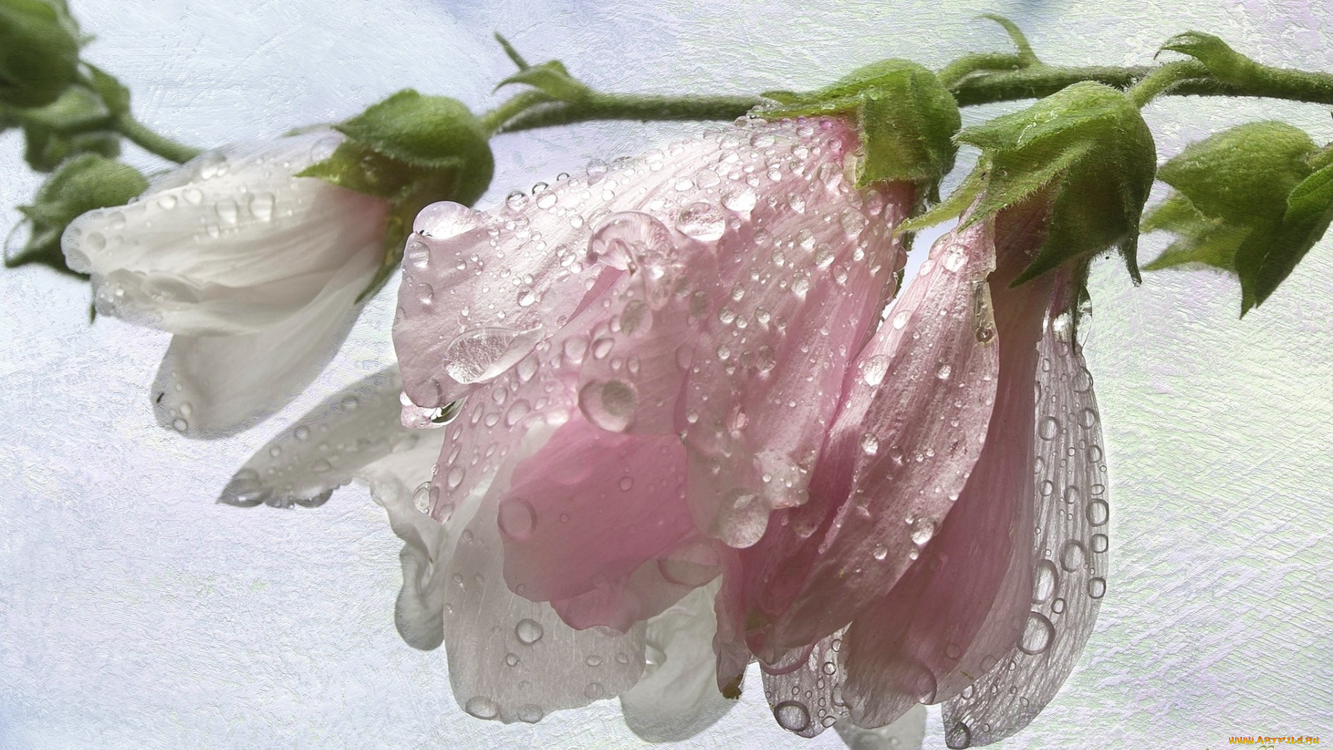 цветы, мальвы, макро, текстура, розовый, мальва, бутоны, капли