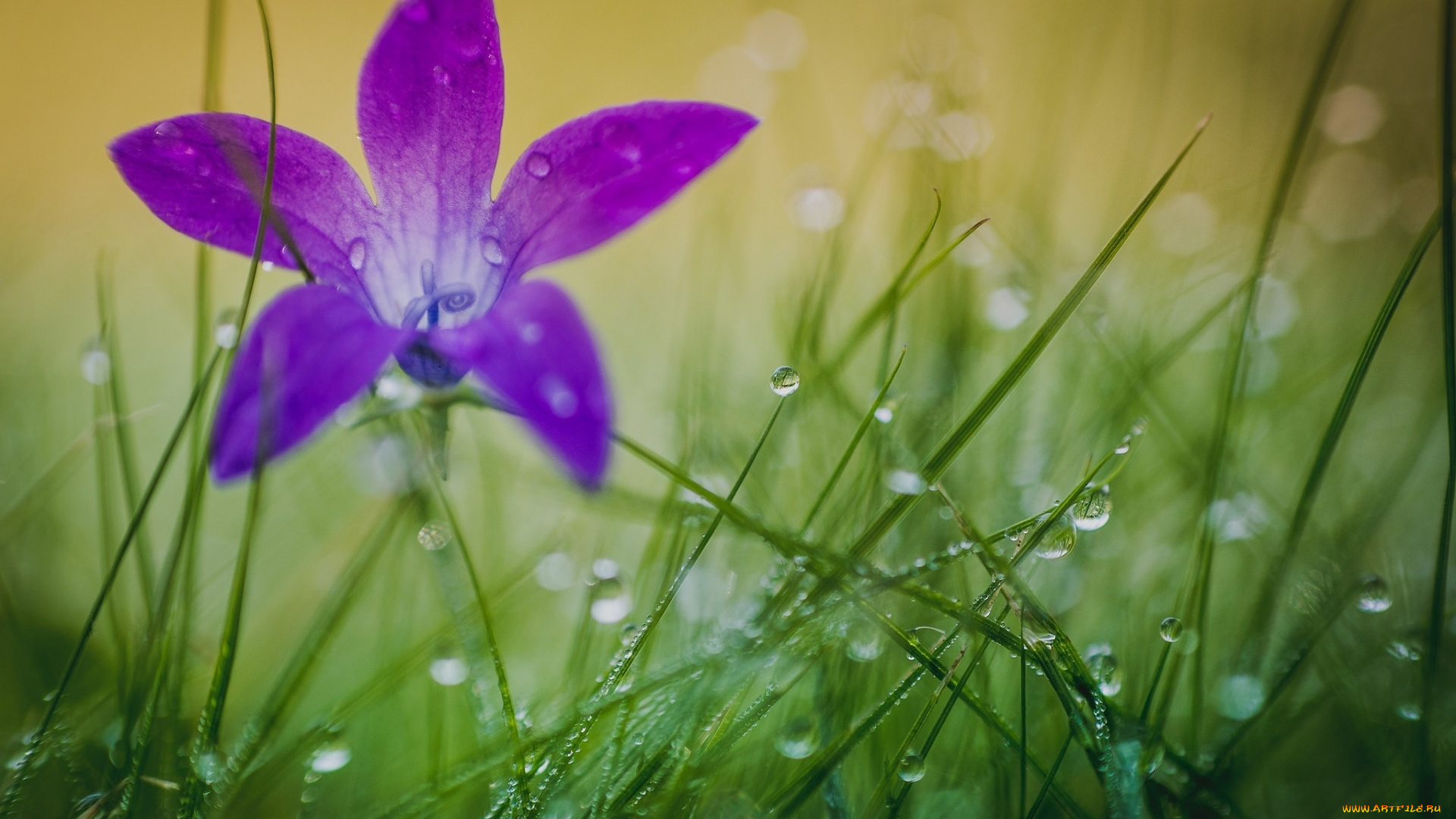 цветы, сиреневый, цветок, макро, роса, трава