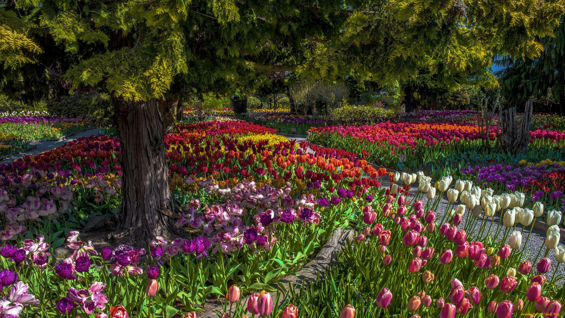цветы, тюльпаны, деревья, парк