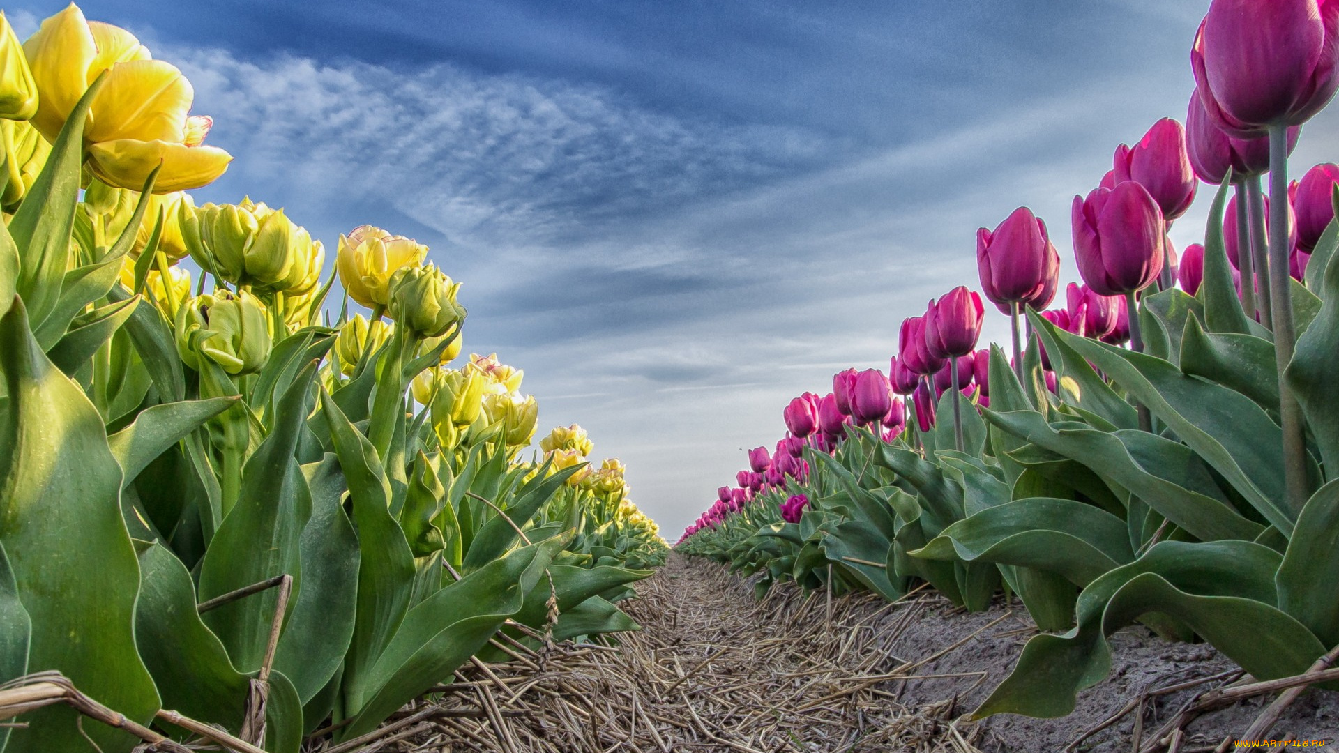 цветы, тюльпаны, природа