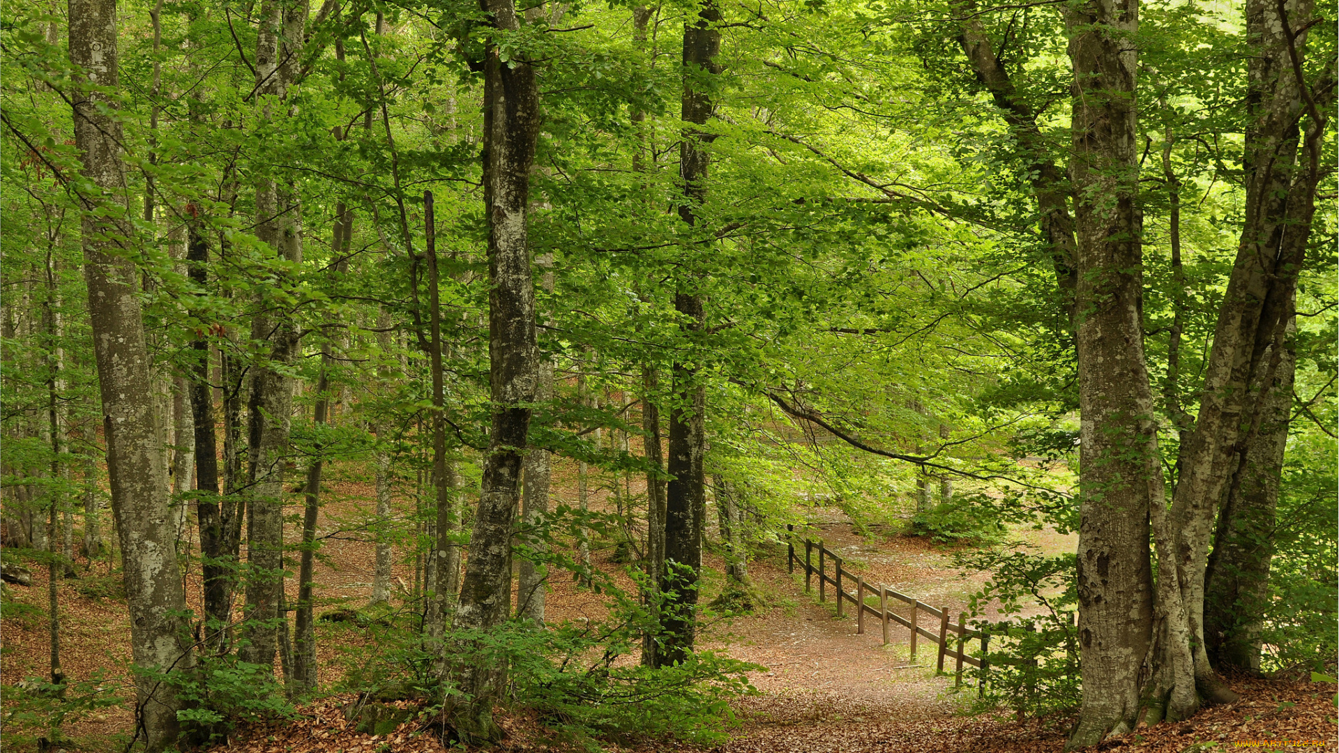 природа, лес, листва, деревья, осень