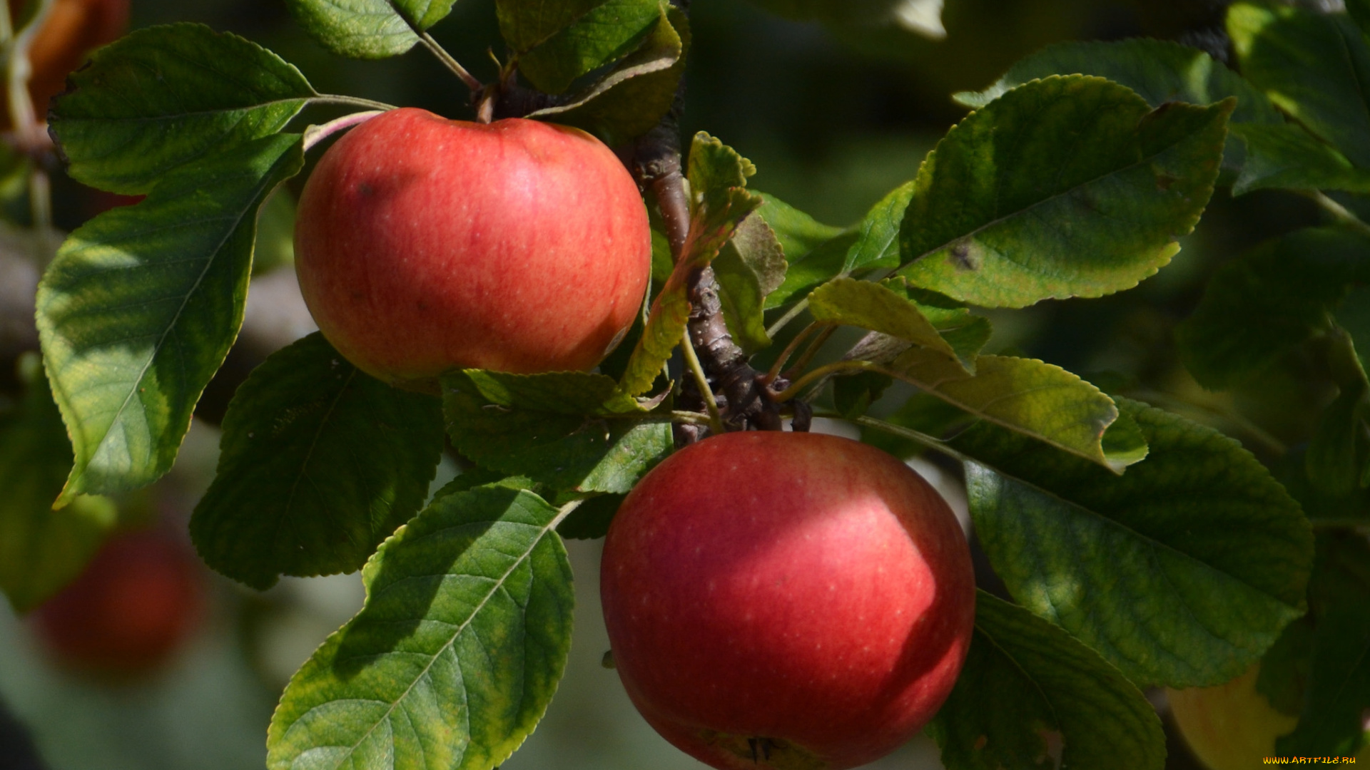 природа, плоды, яблочки