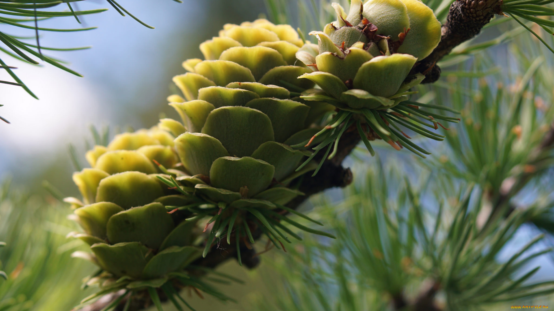 природа, шишки, , жёлуди, , каштаны, ель