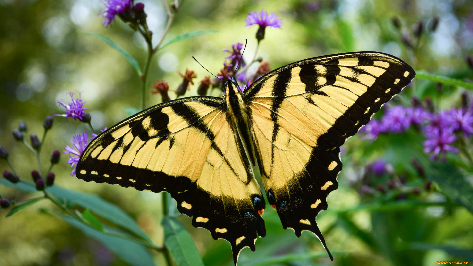 животные, бабочки, , мотыльки, , моли, бабочка