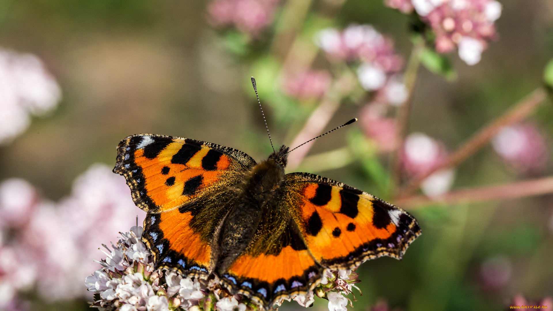 животные, бабочки, , мотыльки, , моли, бабочка