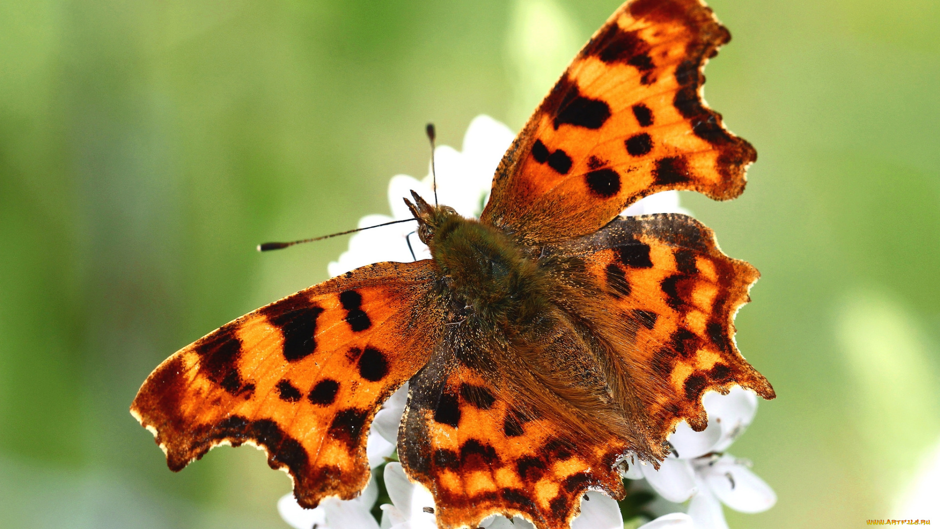 животные, бабочки, , мотыльки, , моли, бабочка