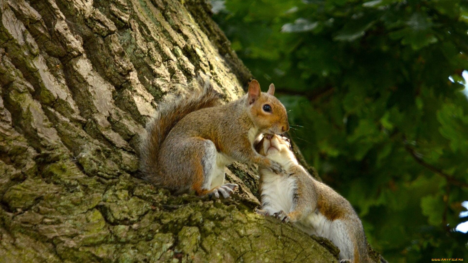 животные, белки, дерево, любовь, беличья, кора, влюблённые, парочка