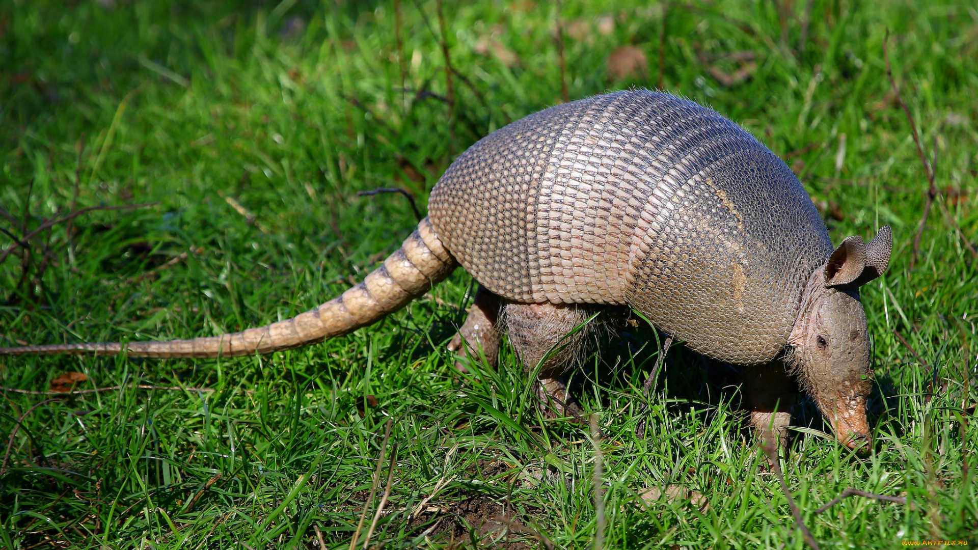 животные, броненосцы, броненосец