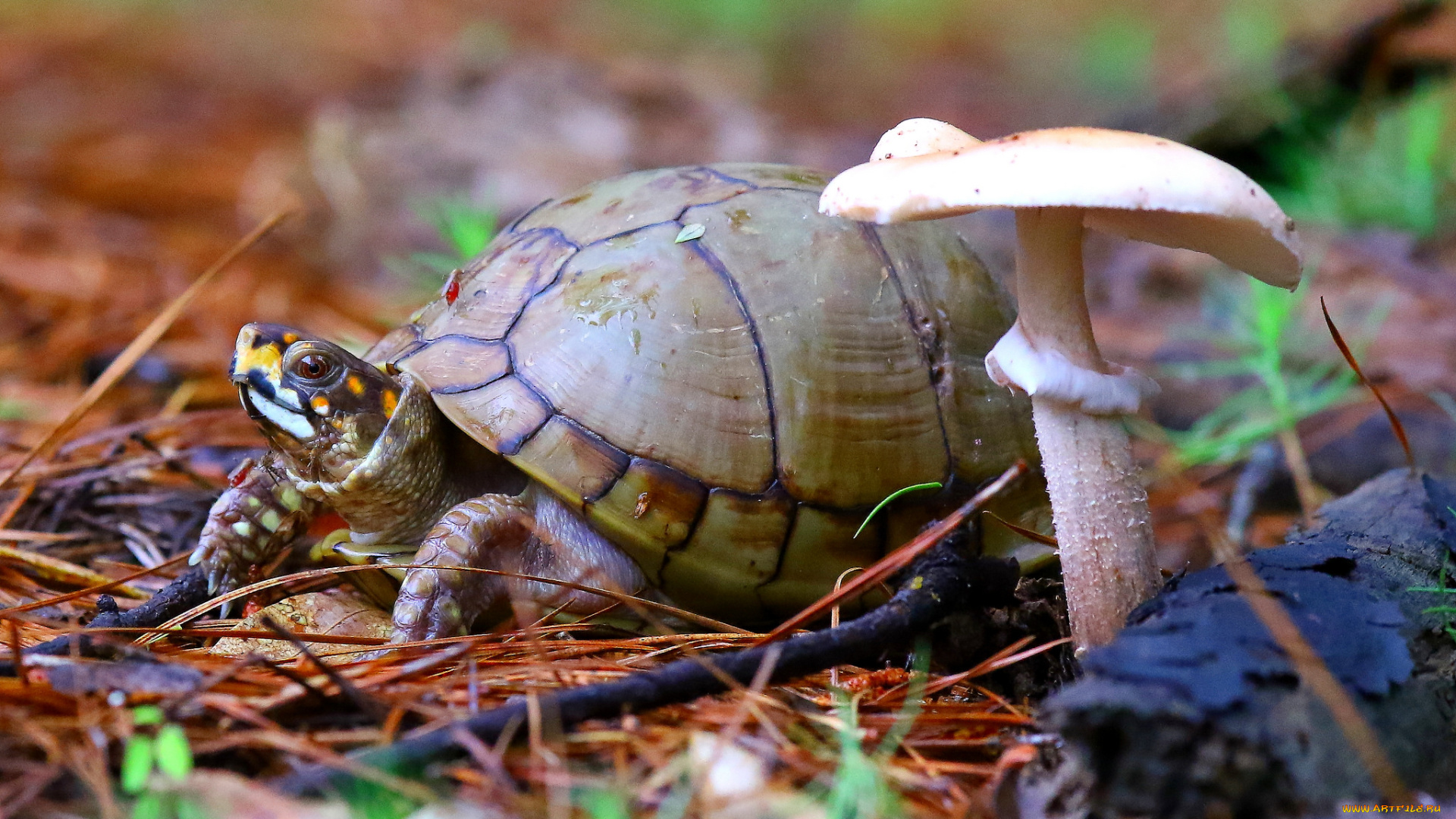 животные, Черепахи, черепаха, гриб, макро