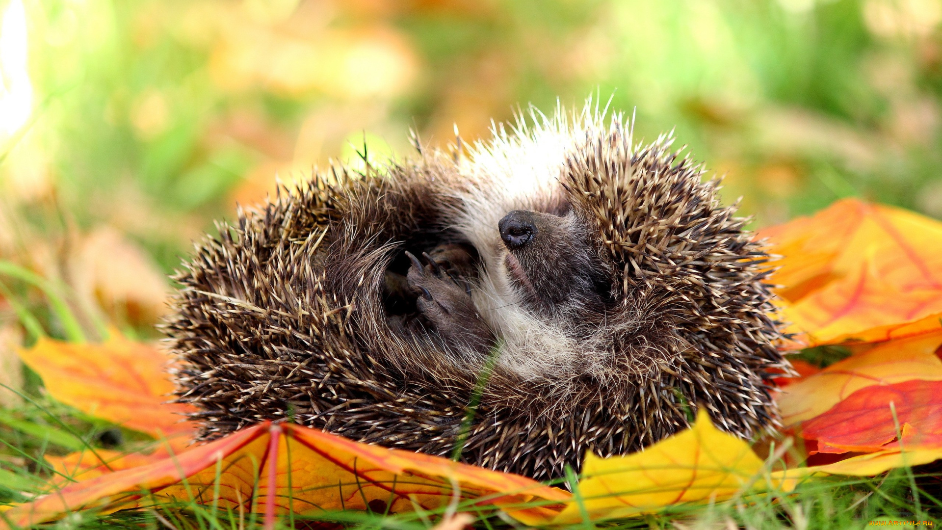животные, ежи, осень, ёж, листья