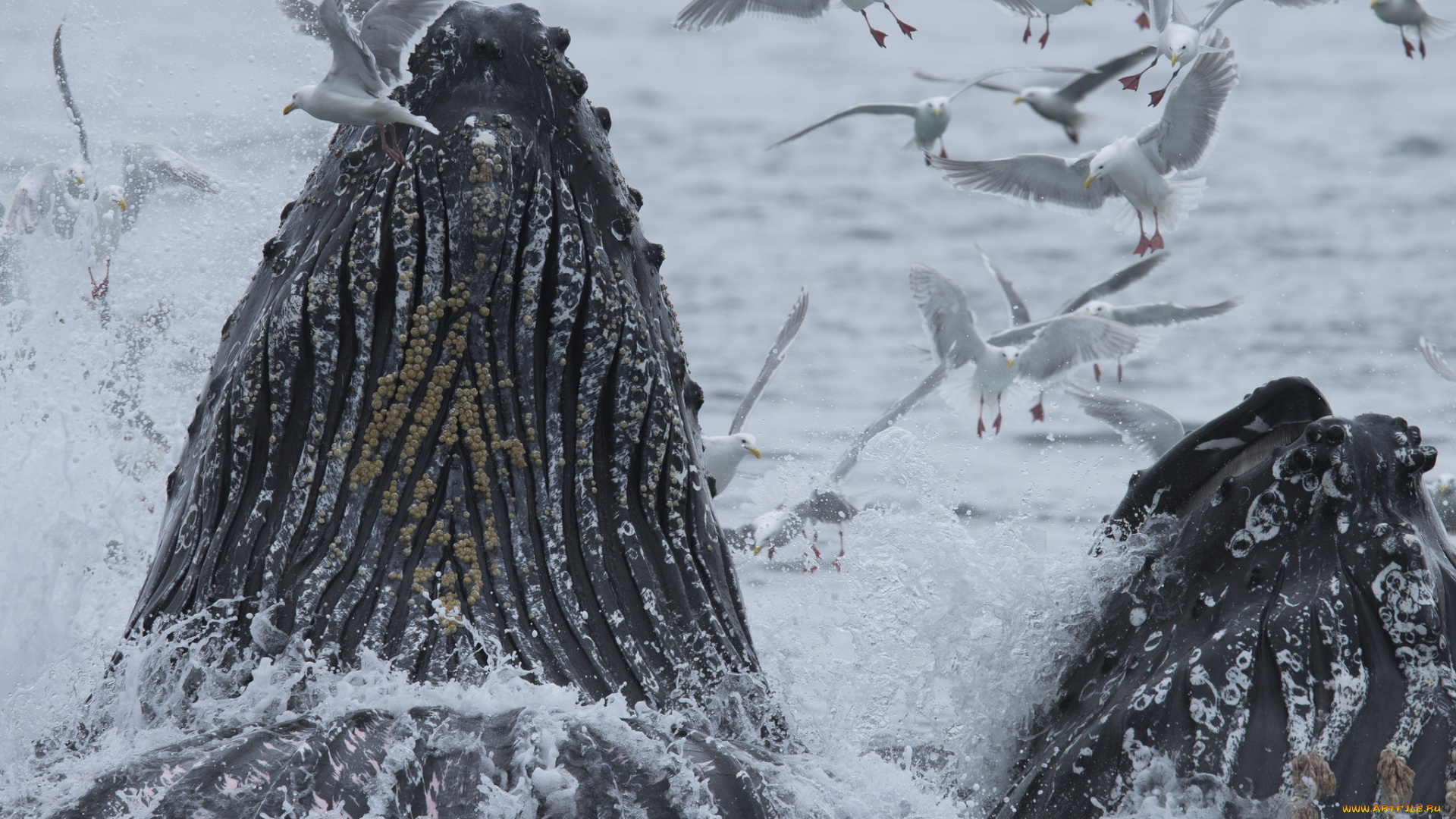 животные, киты, , кашалоты, птицы, аляска, океан, тихий, чайки, горбатый, кит