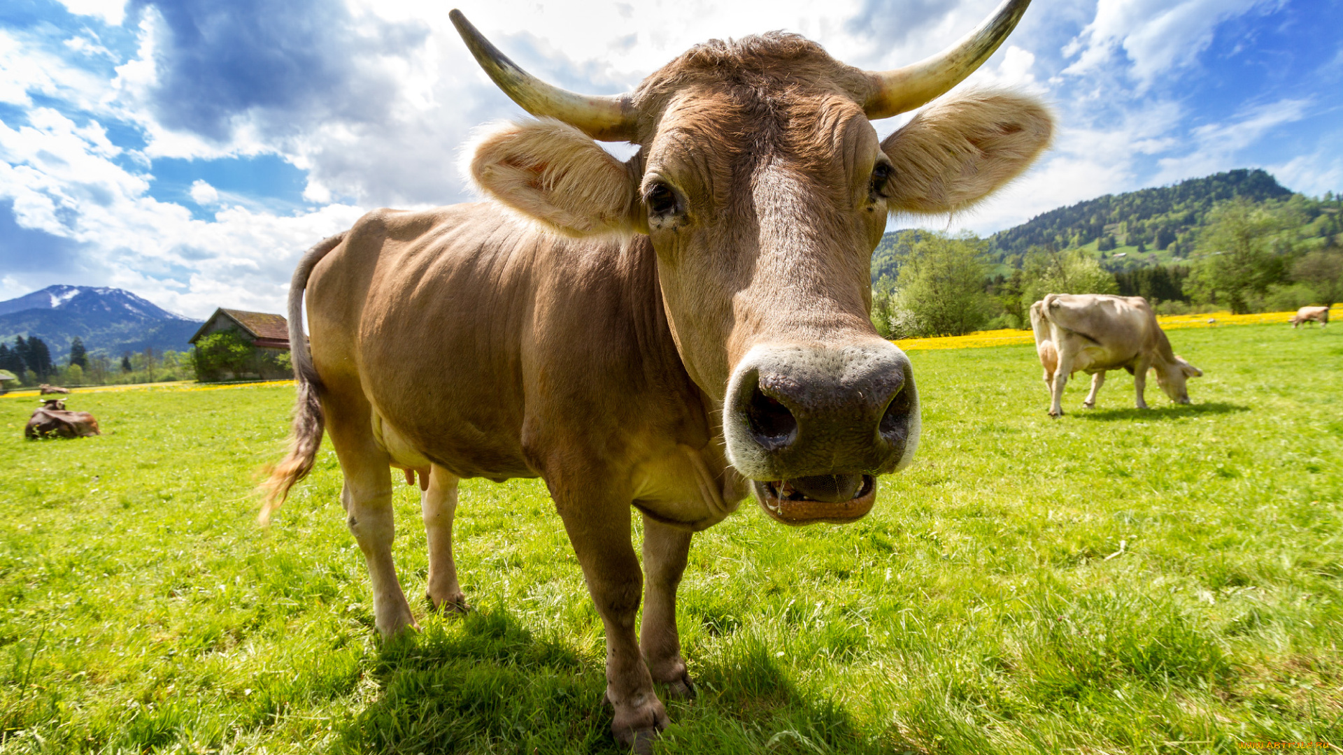 животные, коровы, , буйволы, коровка