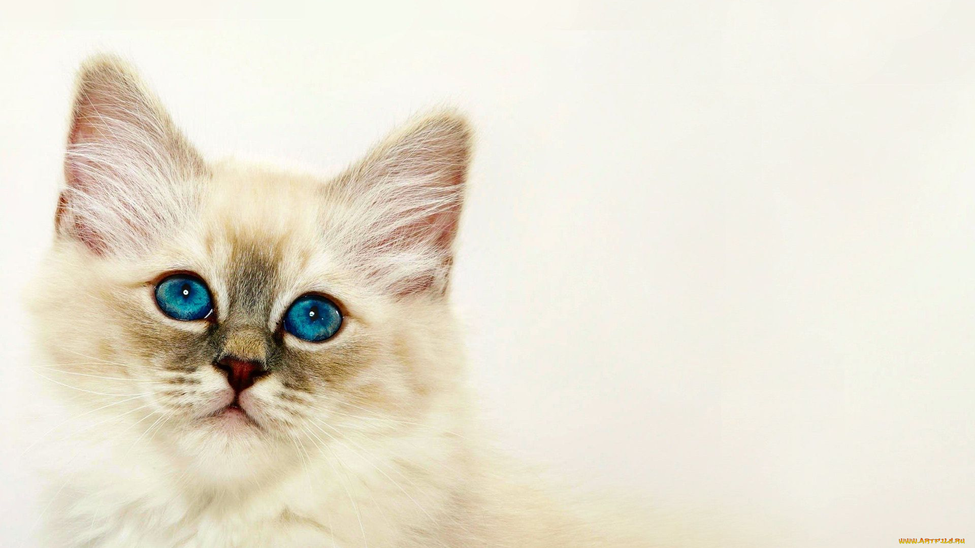 животные, коты, кот, фон, взгляд