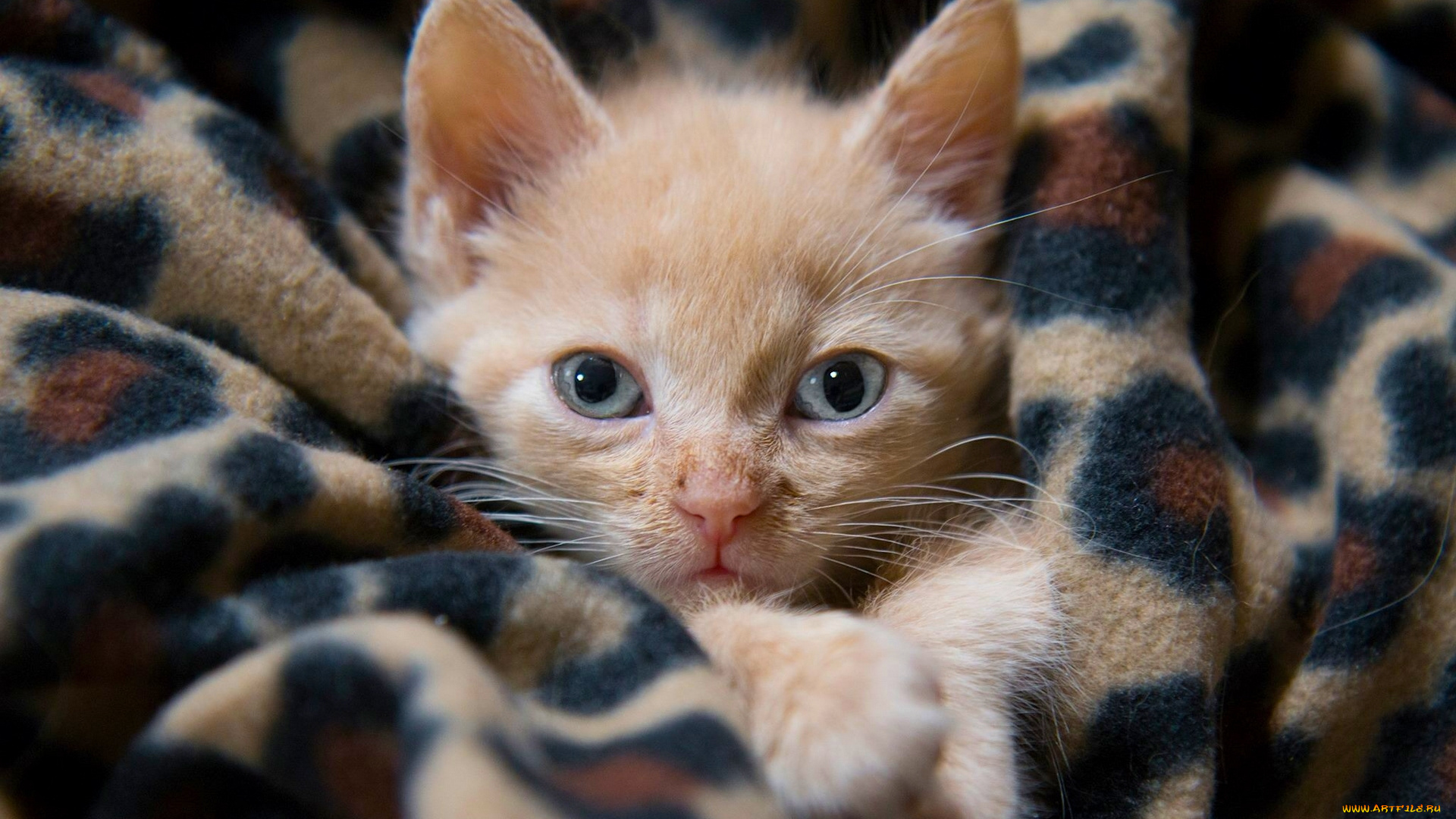 животные, коты, плед, взгляд, мордочка, котёнок, рыжий