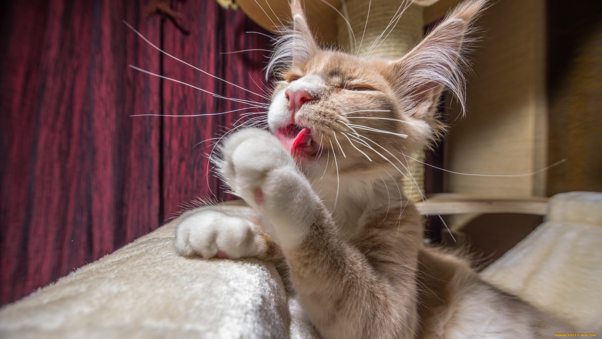 животные, коты, усы, лапы, мойдодыр, кошка, кот, мейн-кун, усищи