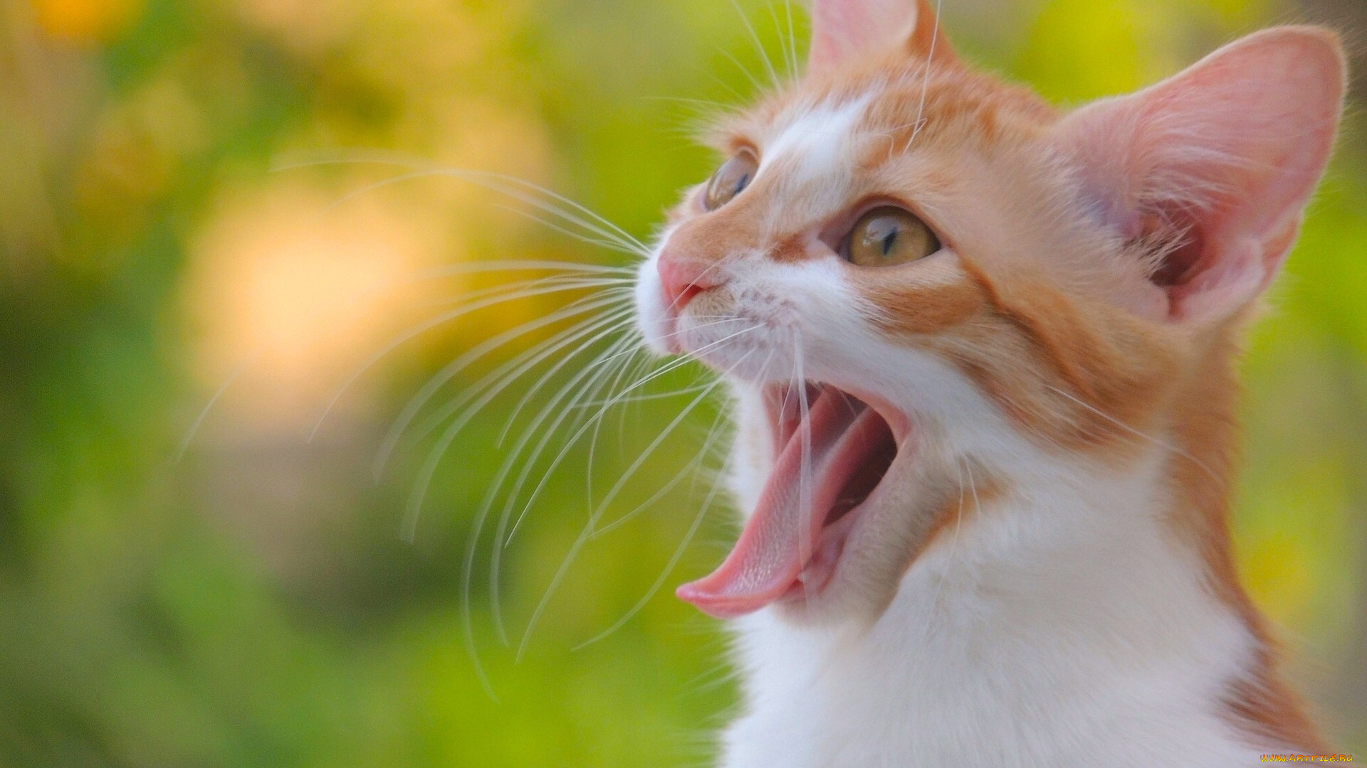 животные, коты, зевок, язык, усы, мордочка, котёнок, кошка, кот