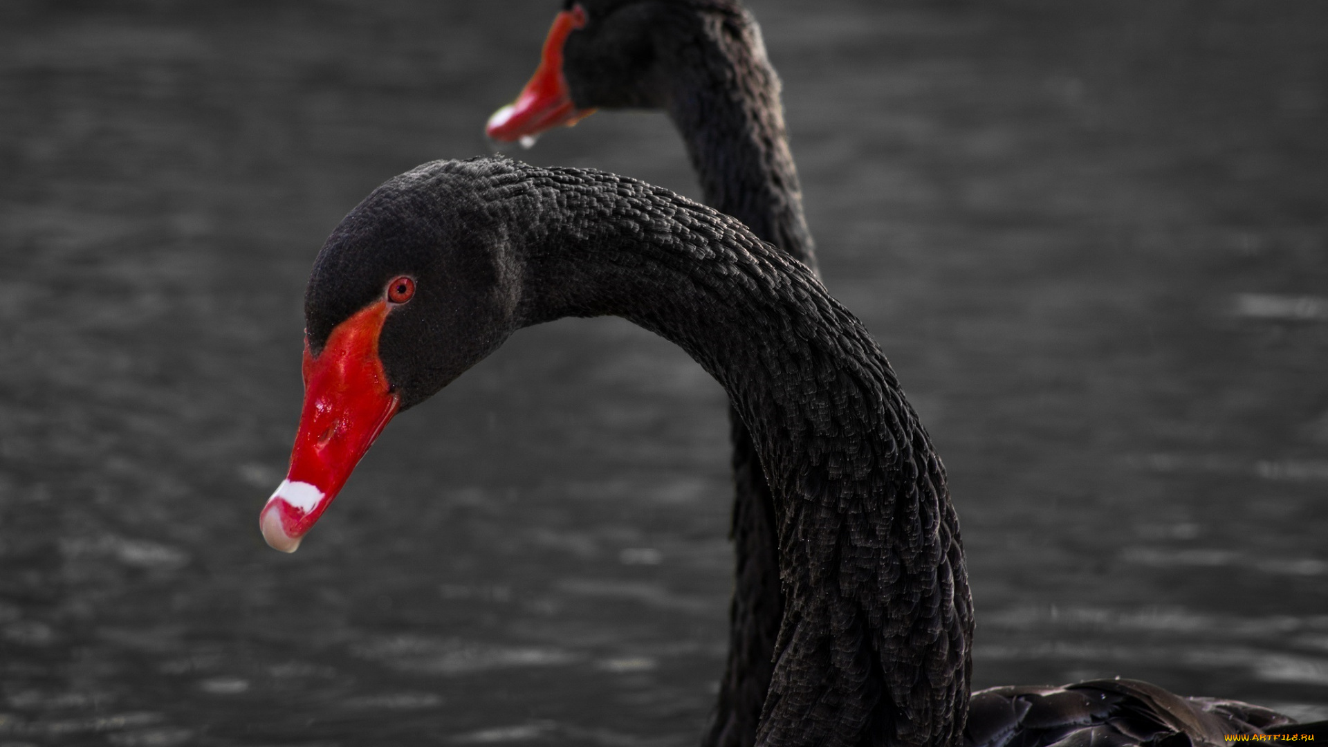 животные, лебеди, грация, чёрный