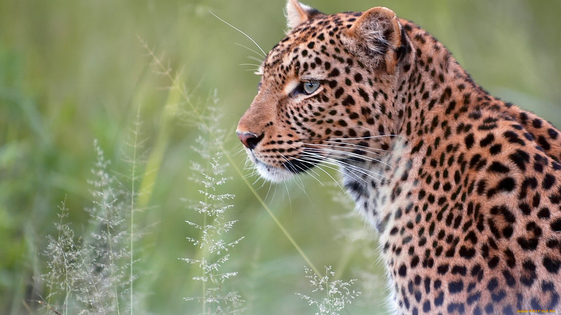 животные, леопарды, хищник, дикая, кошка, портрет, леопард